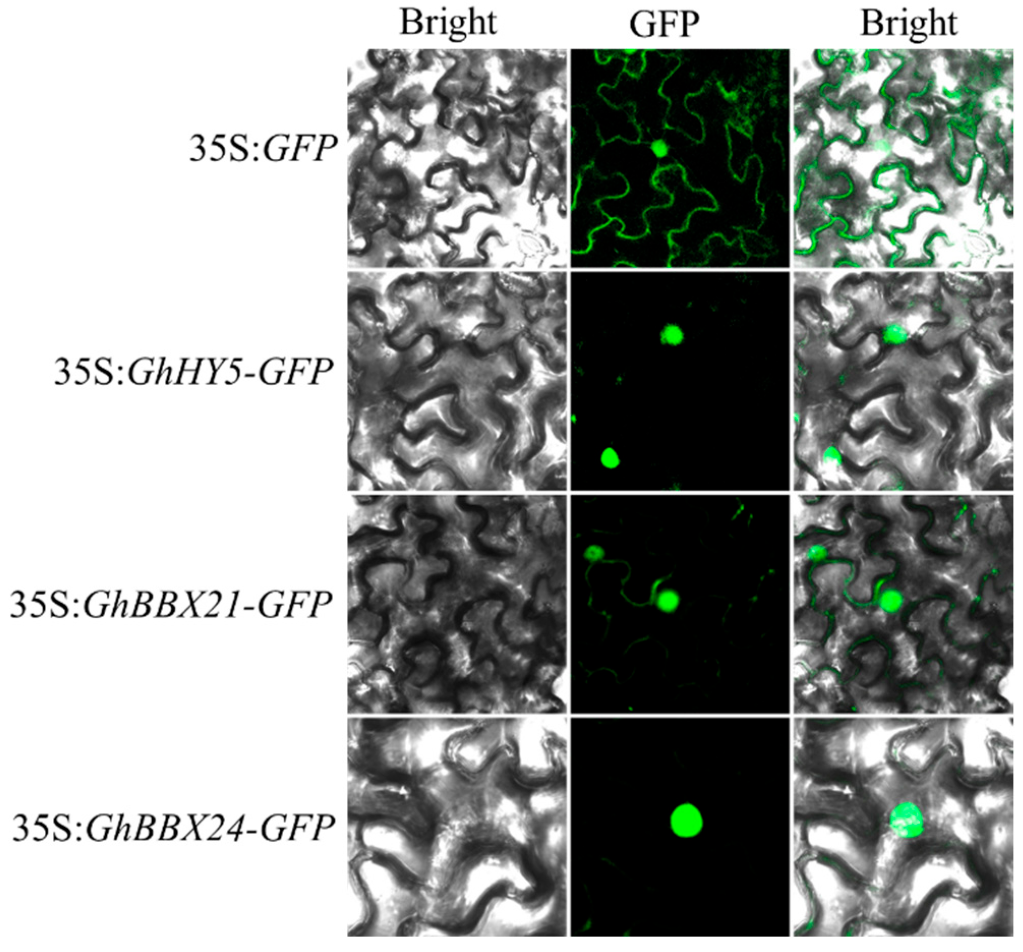 Plants 14 02367 g004