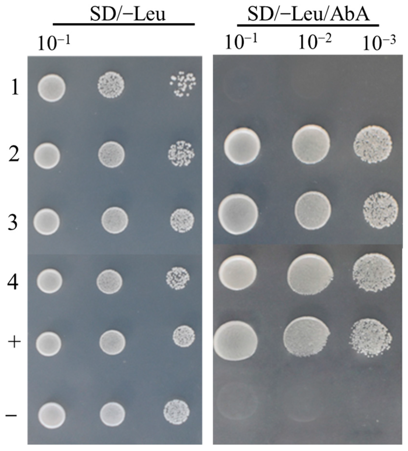 Plants 14 02367 g006