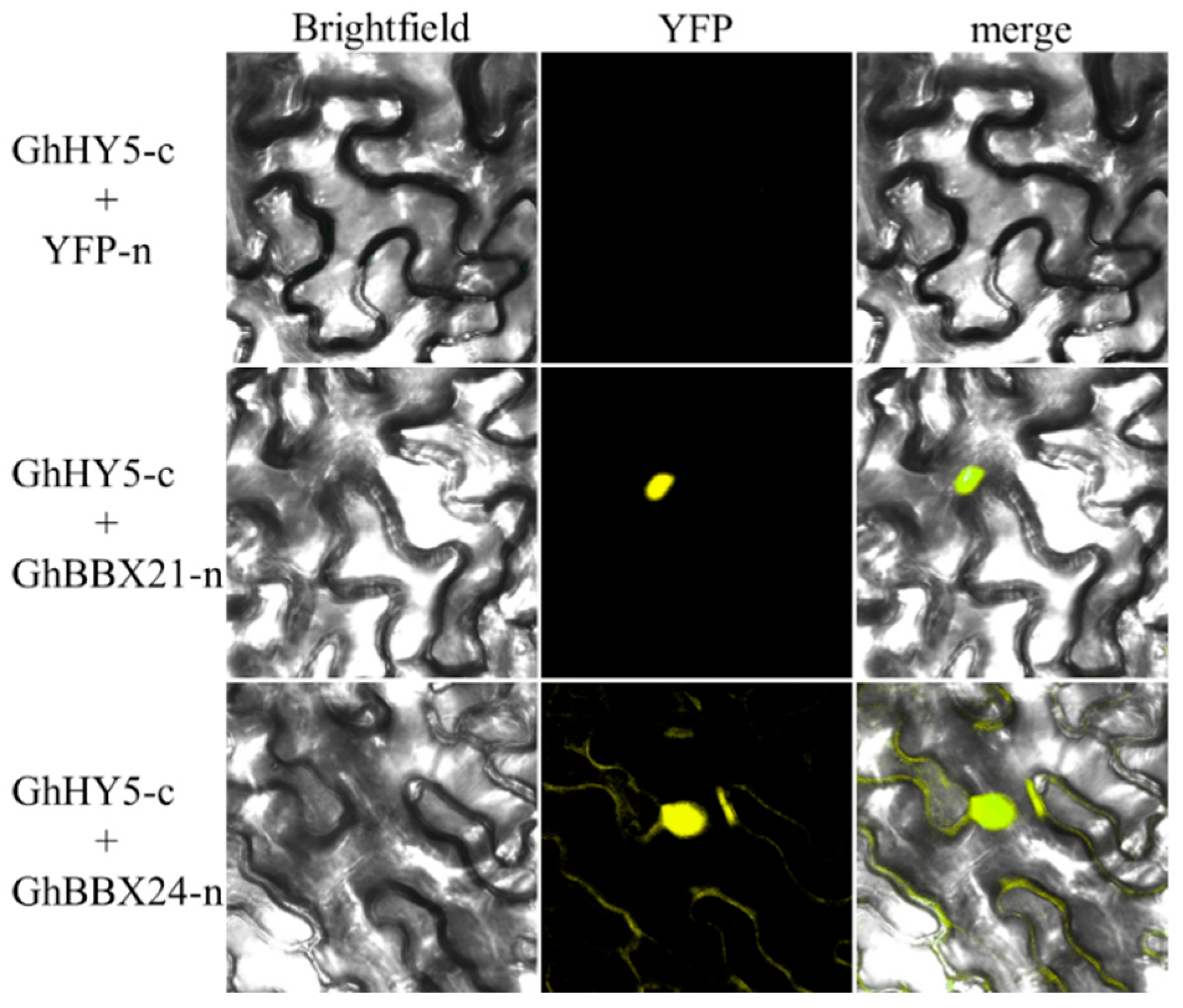 Plants 14 02367 g008