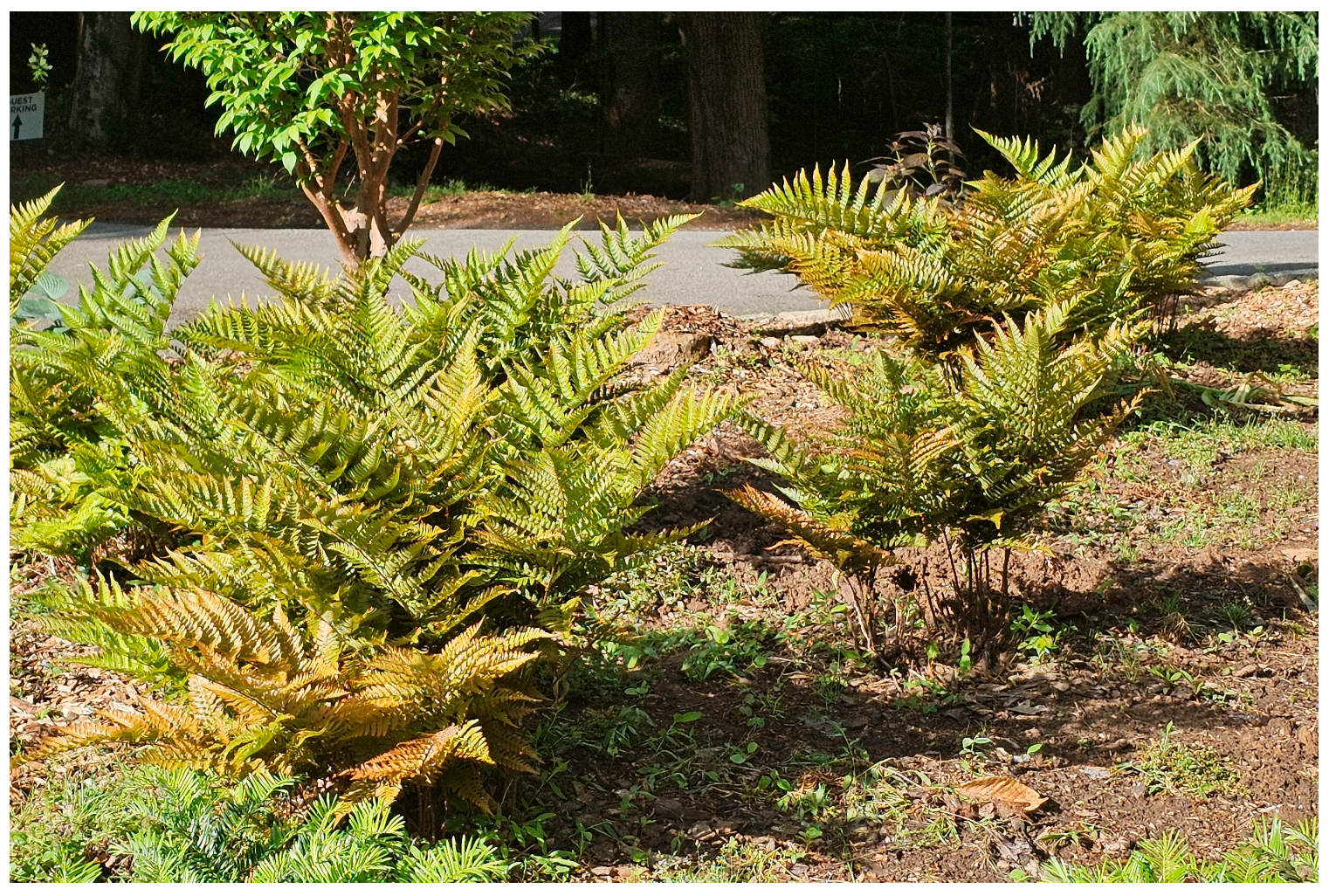 Plants 14 02369 g001