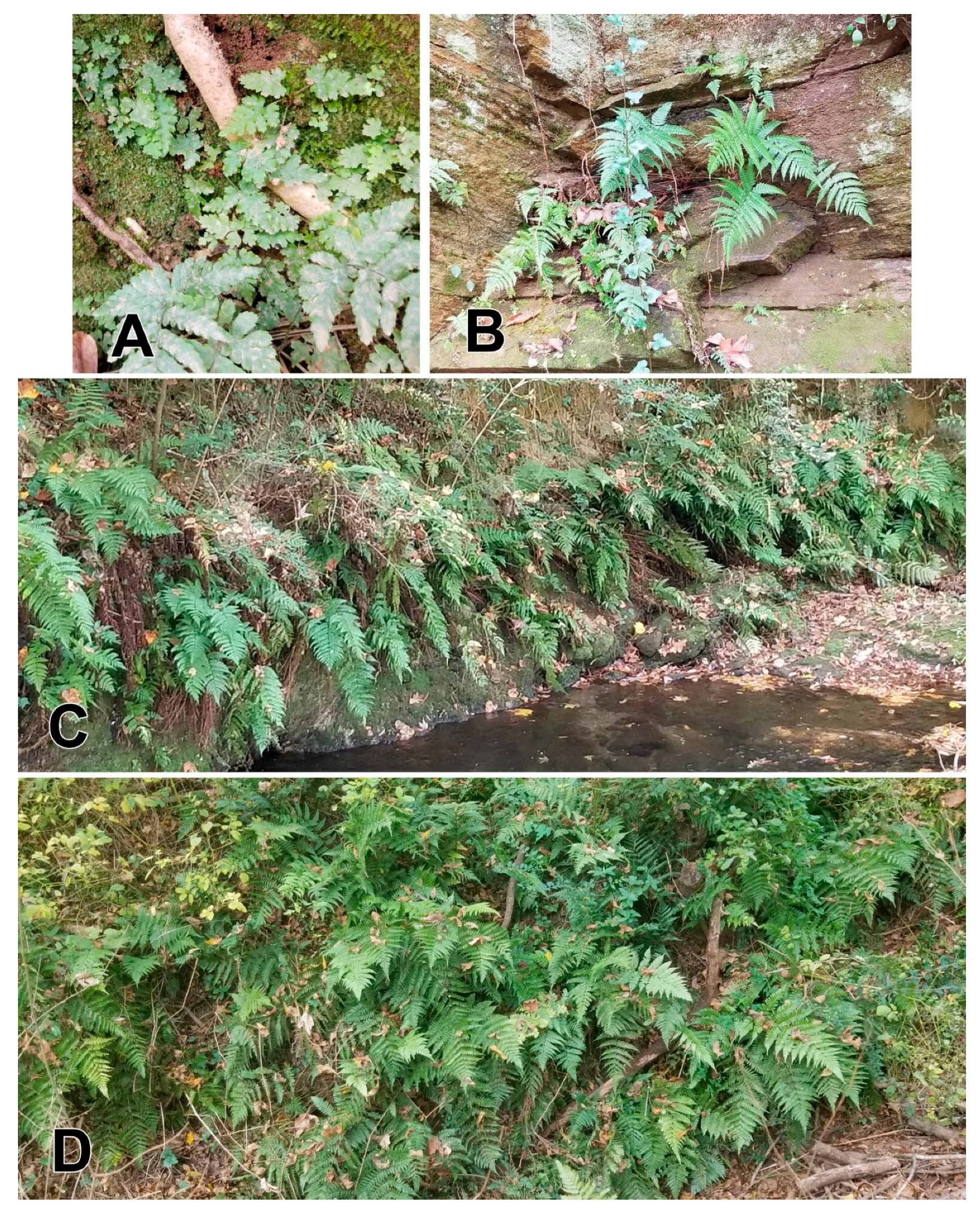 Plants 14 02369 g004