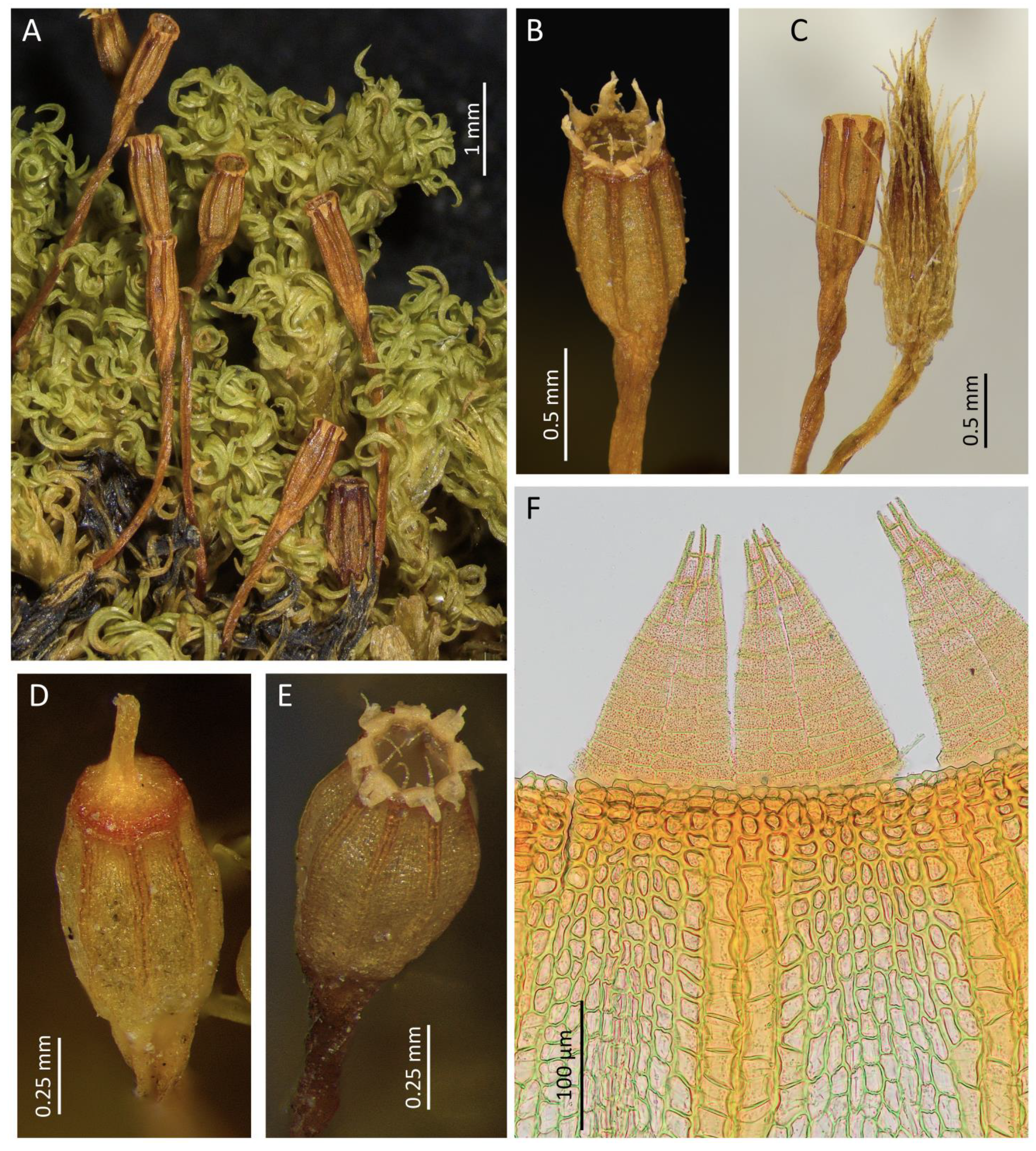 Plants 14 02373 g004 Plants 14 02373 g004