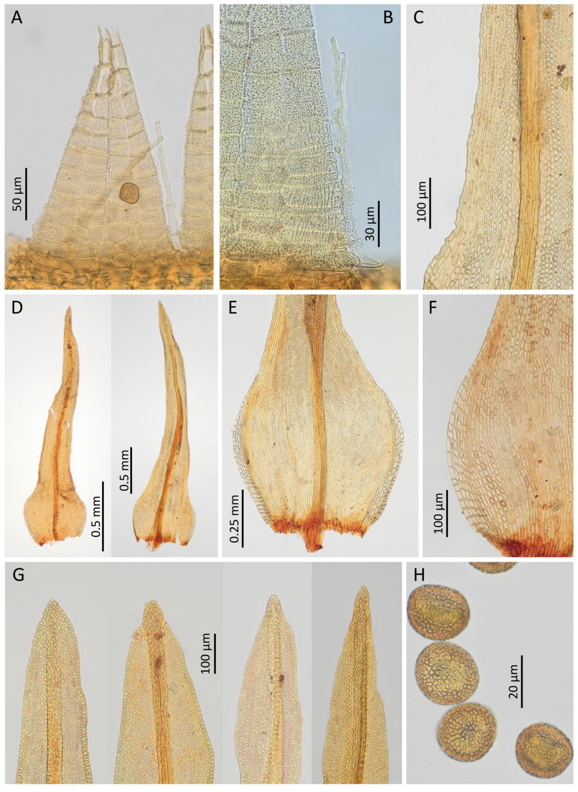 Plants 14 02373 g005 Plants 14 02373 g005