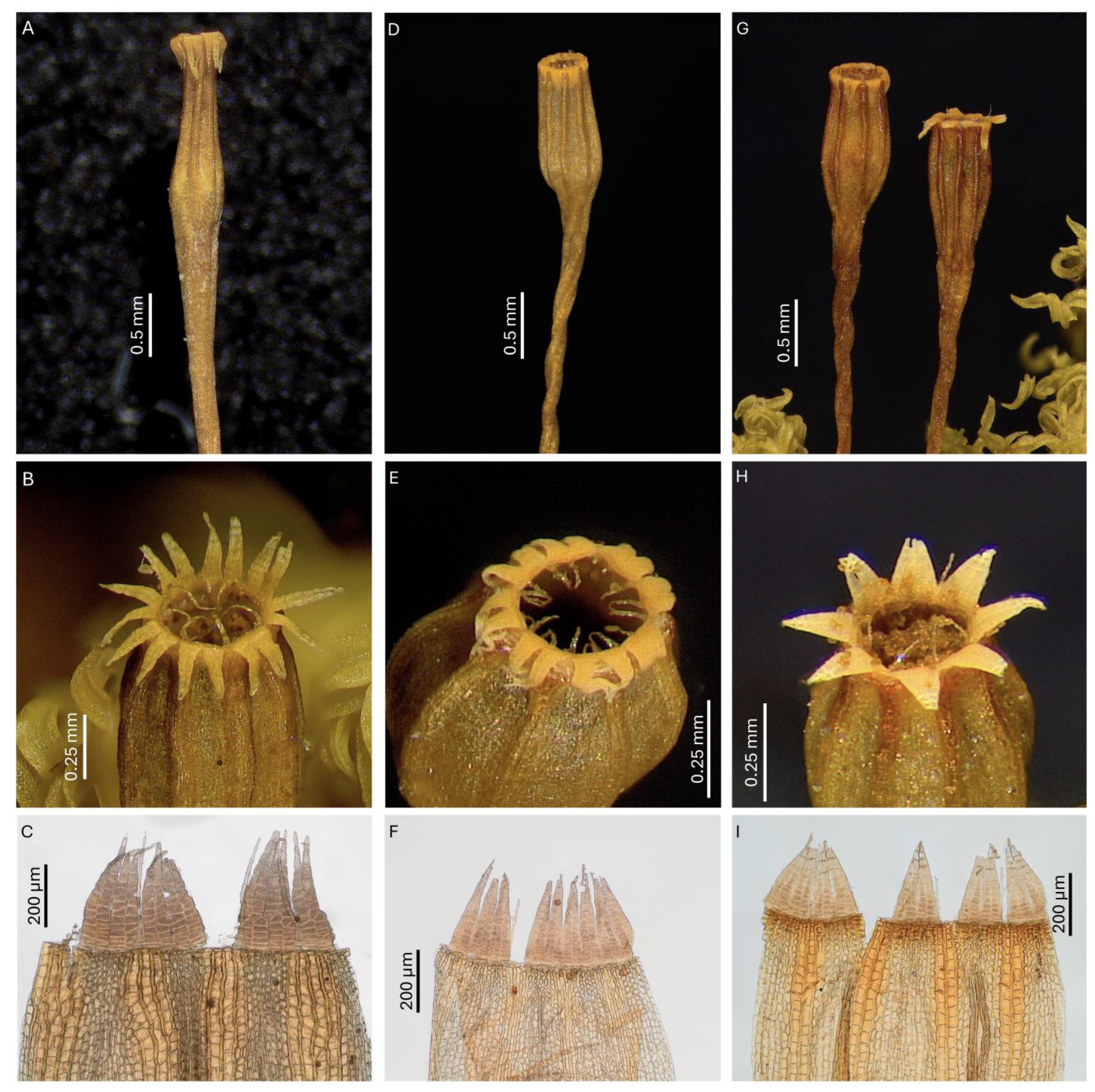 Plants 14 02373 g006 Plants 14 02373 g006