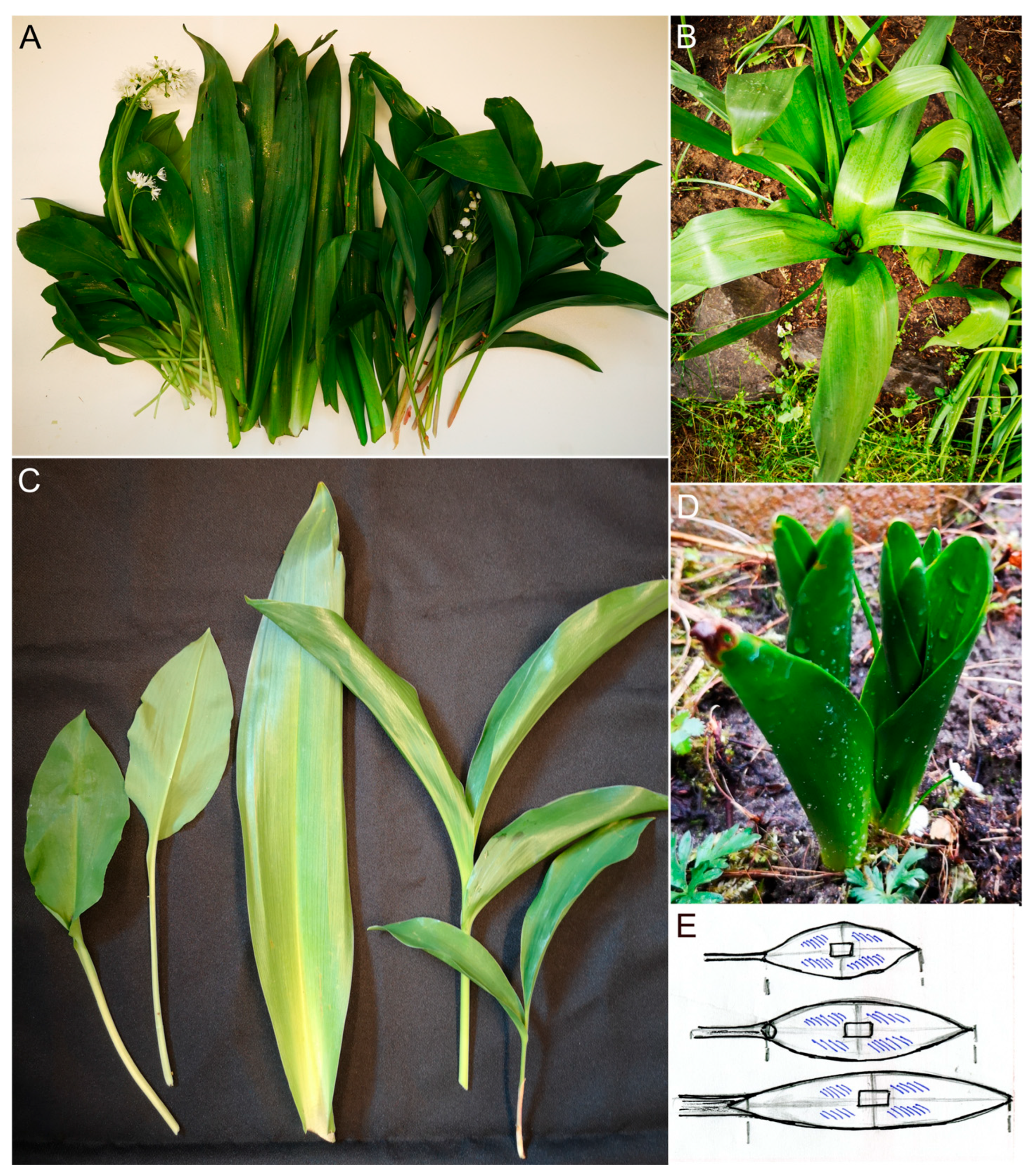 Plants 14 02377 g001 Plants 14 02377 g001