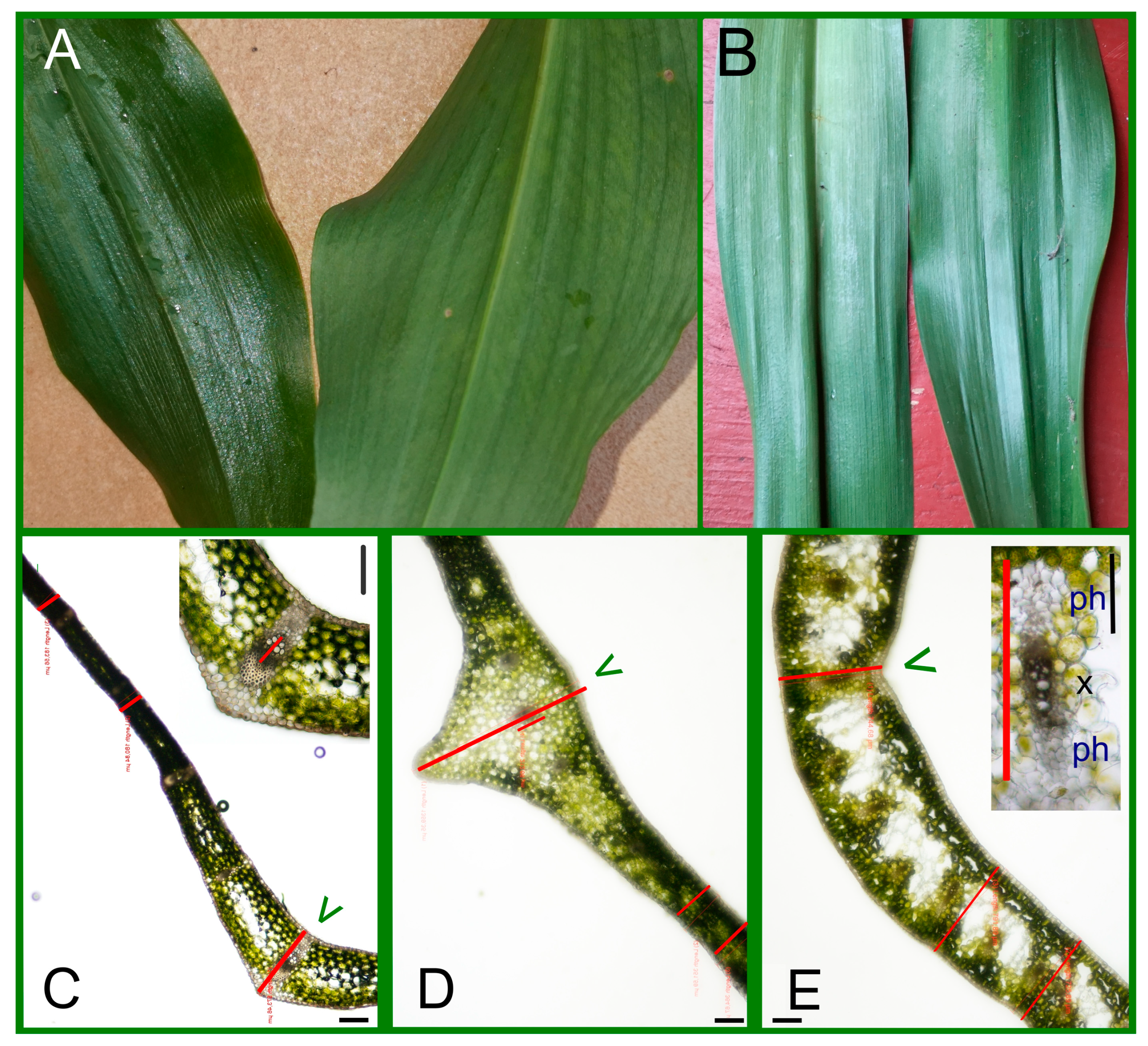 Plants 14 02377 g002 Plants 14 02377 g002