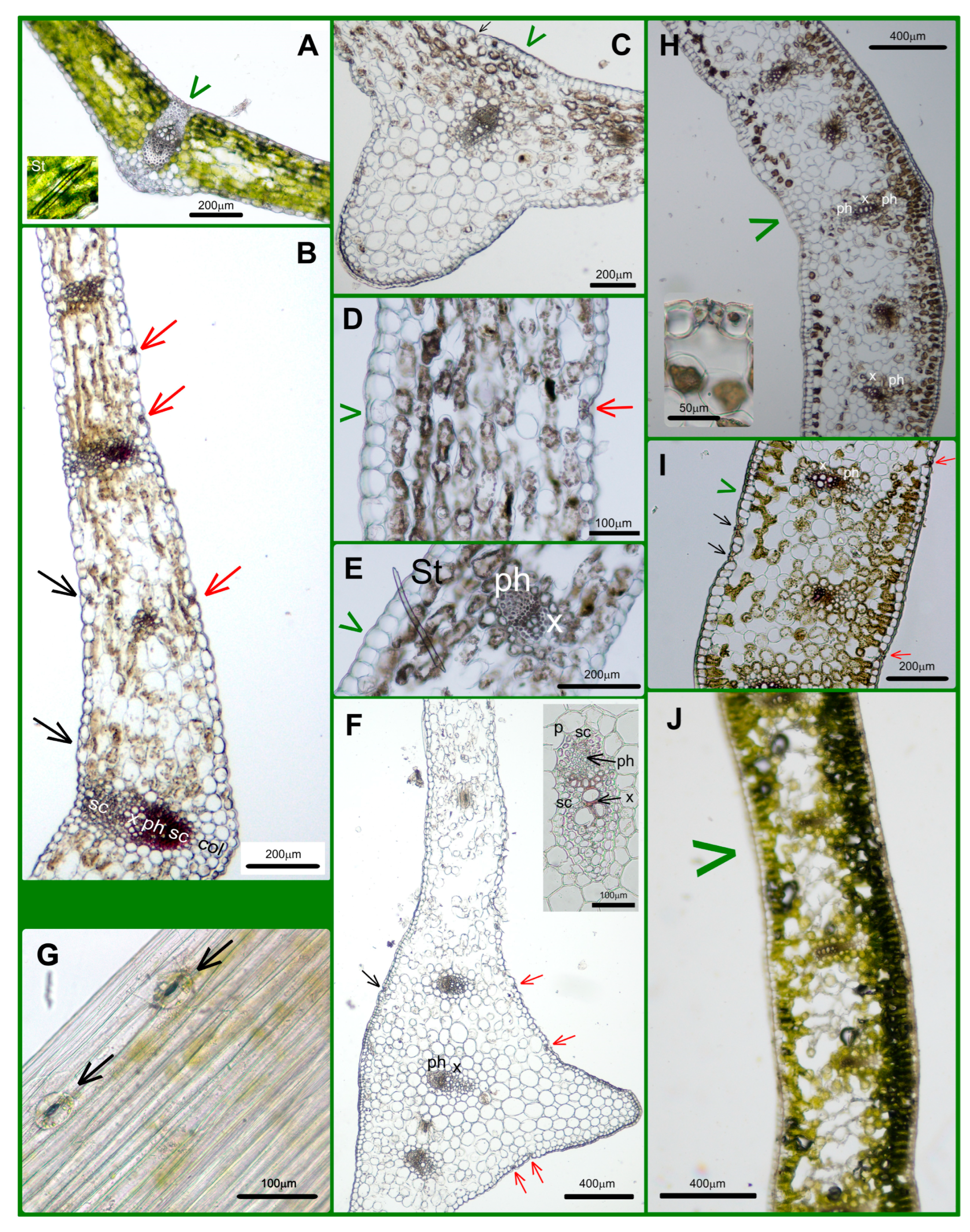 Plants 14 02377 g003 Plants 14 02377 g003
