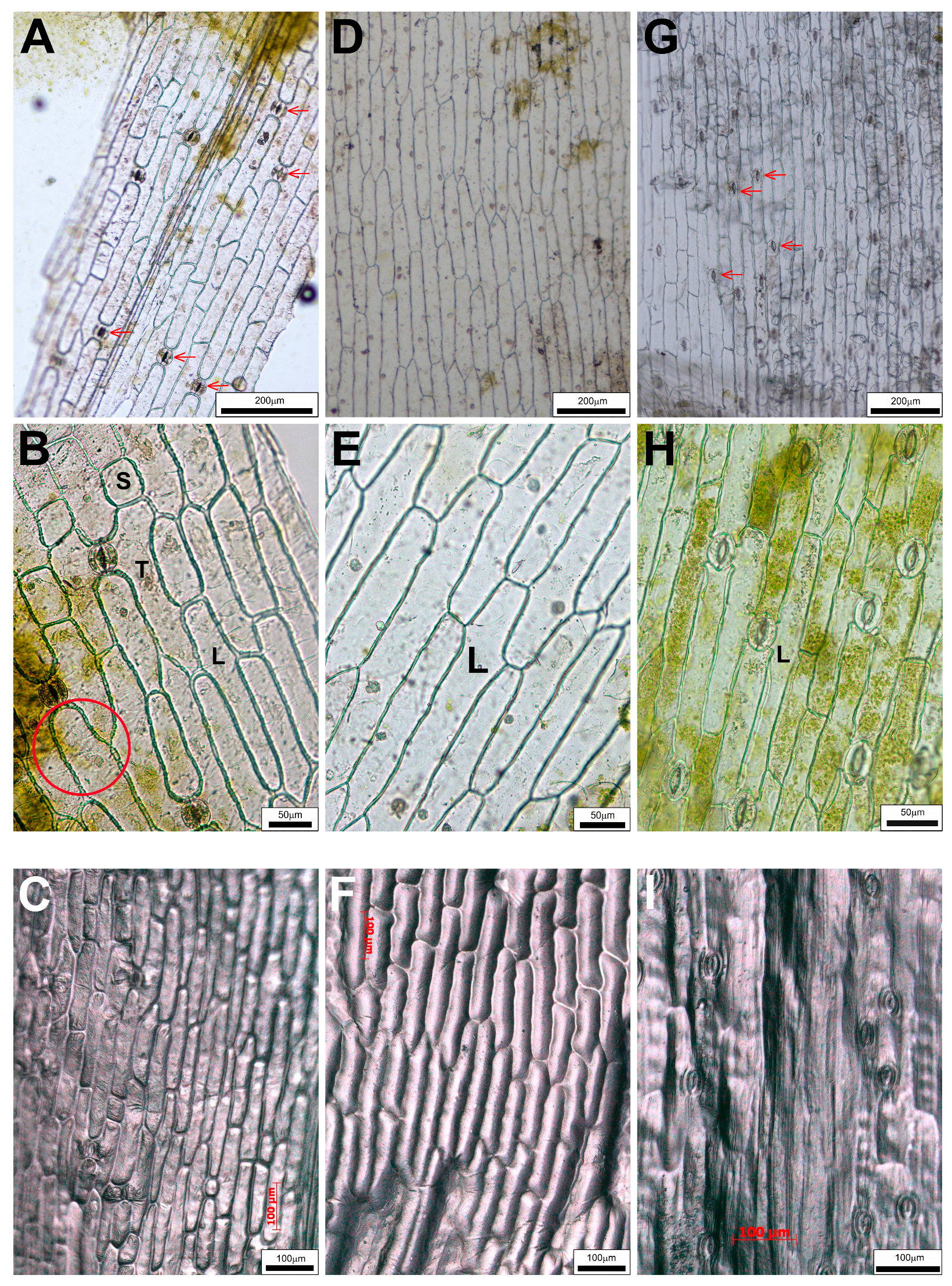 Plants 14 02377 g004 Plants 14 02377 g004