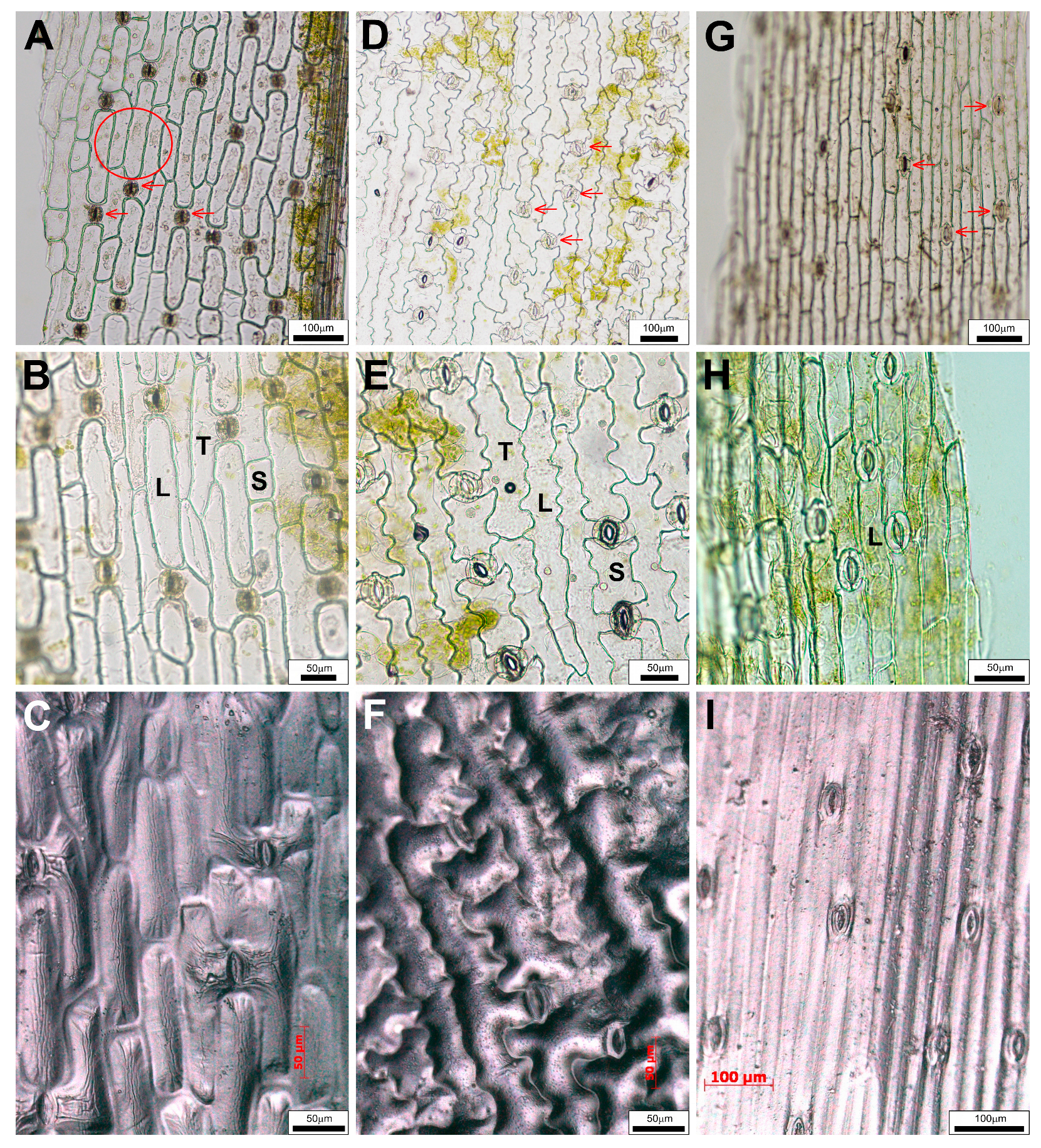 Plants 14 02377 g005 Plants 14 02377 g005