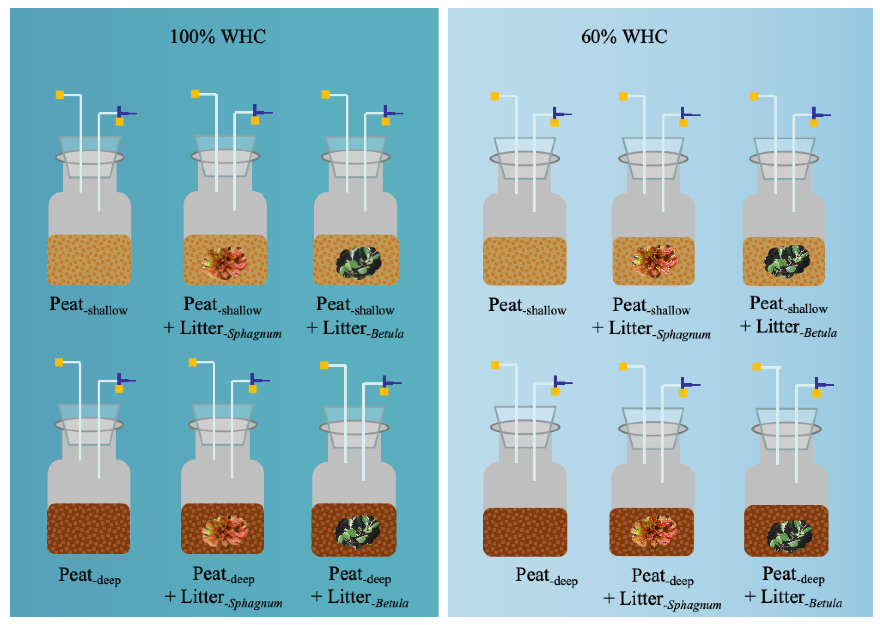 Plants 14 02387 g004 Plants 14 02387 g004