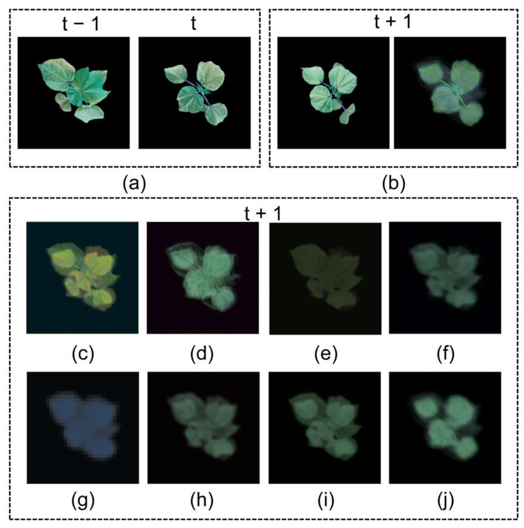 Plants 14 02394 g011 Plants 14 02394 g011