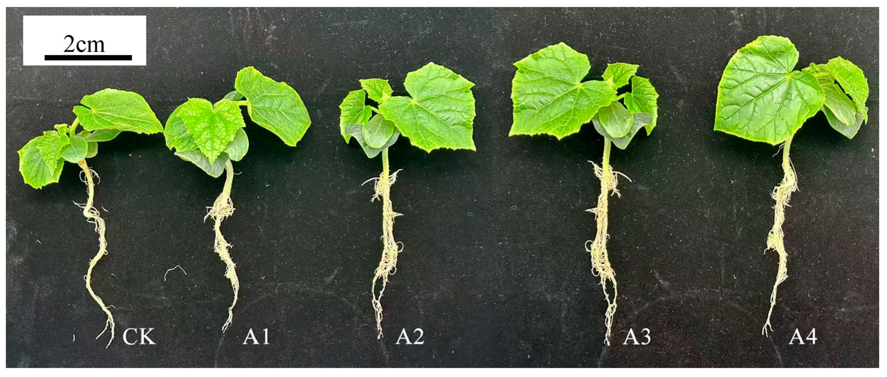 Plants 14 02398 g001 Plants 14 02398 g001