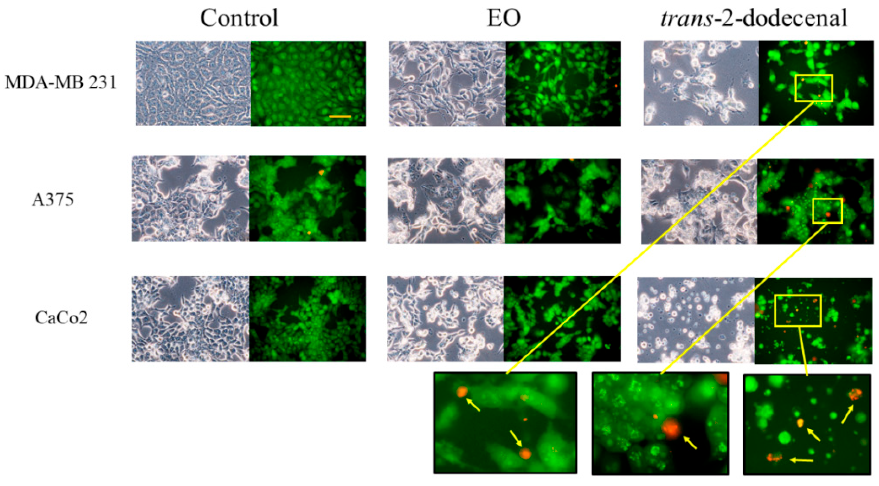 Plants 14 02408 g004 Plants 14 02408 g004