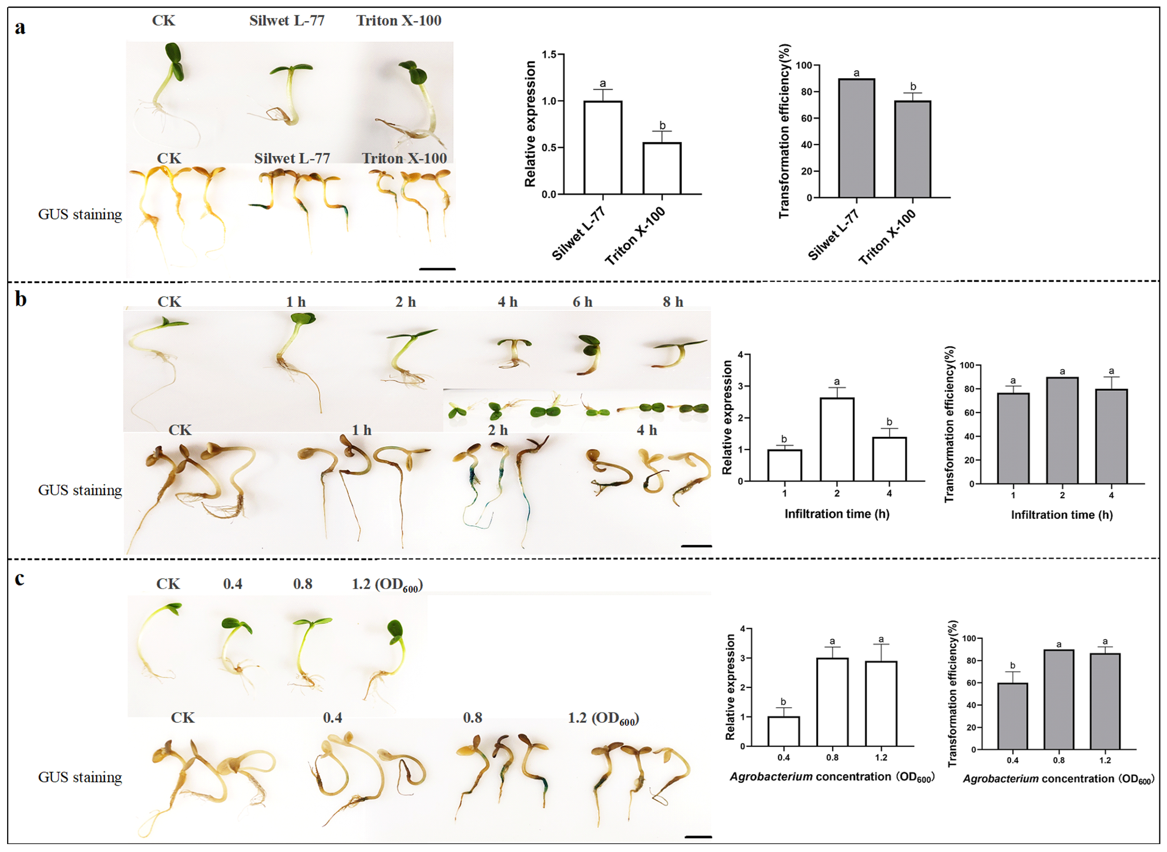 Plants 14 02412 g001