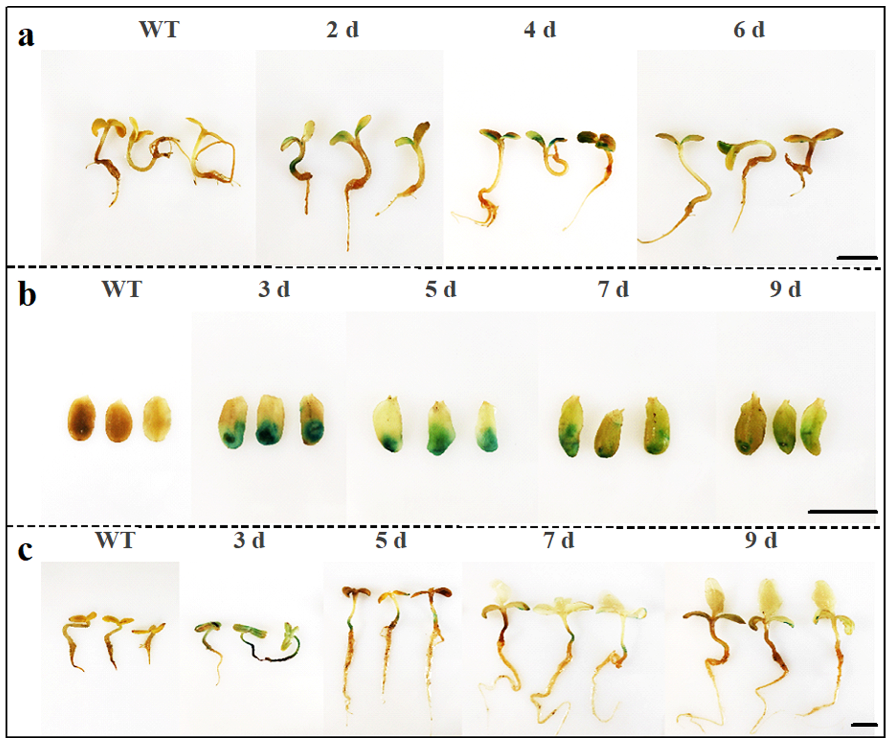 Plants 14 02412 g004