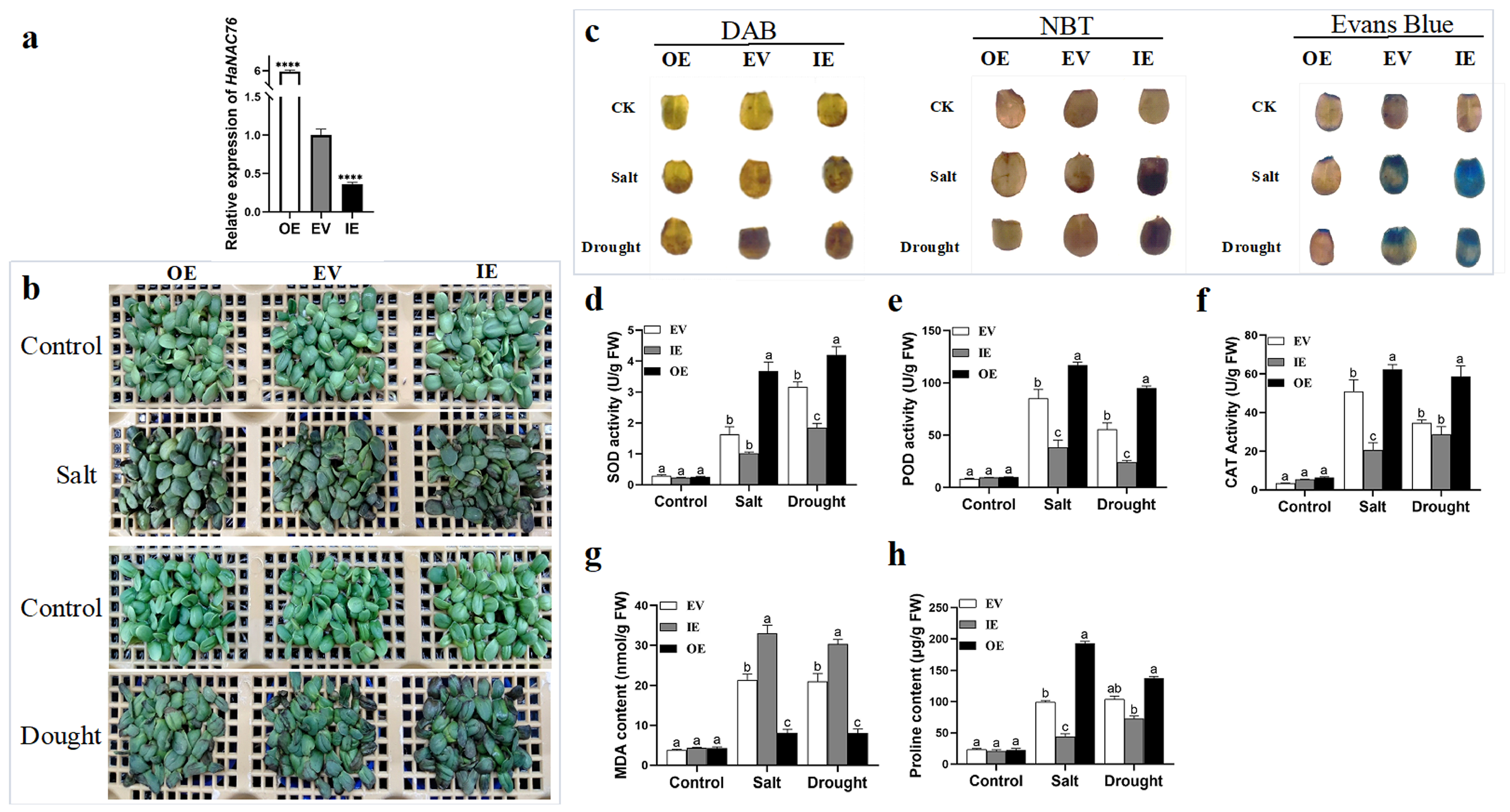 Plants 14 02412 g005
