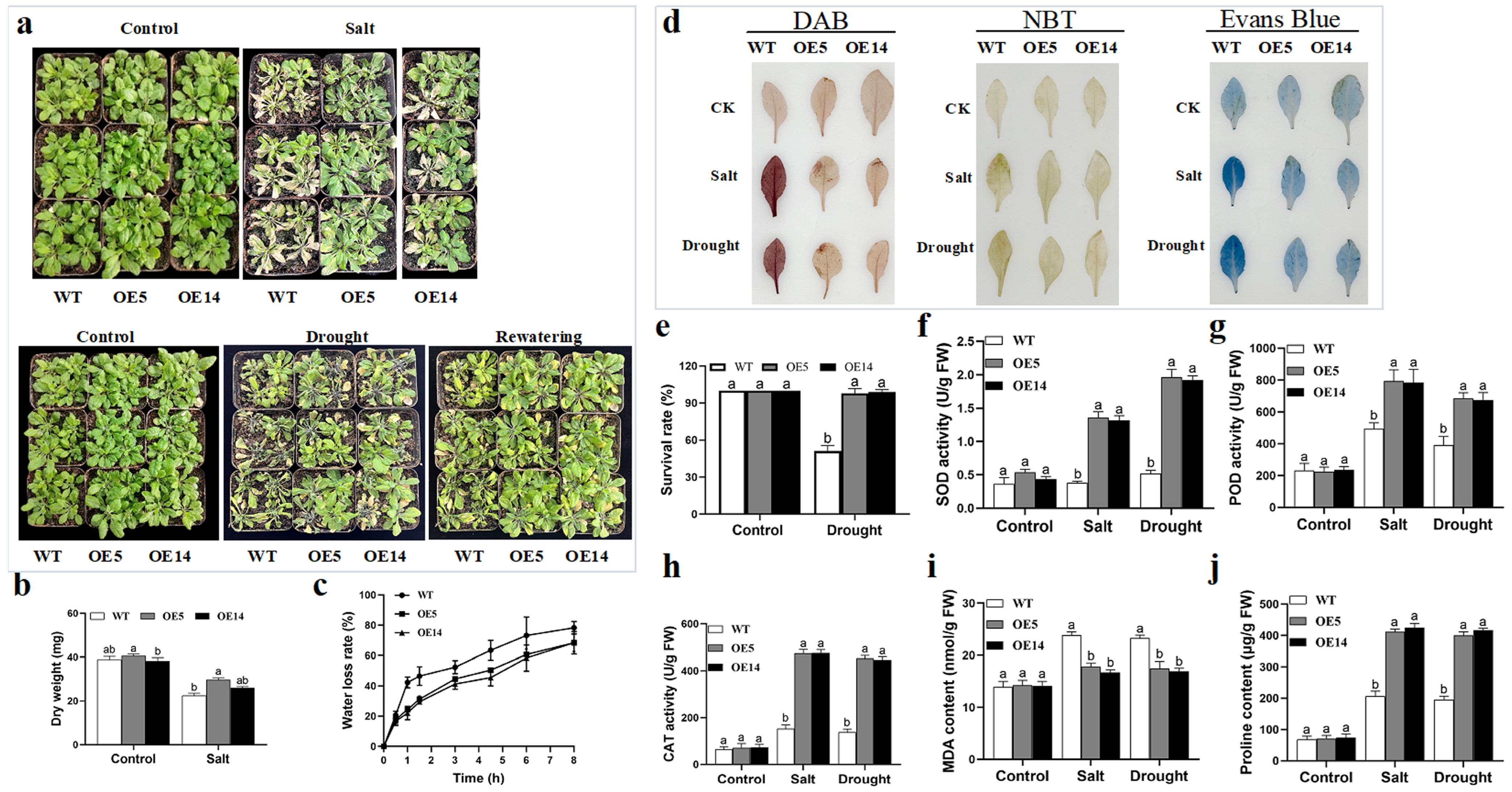 Plants 14 02412 g006