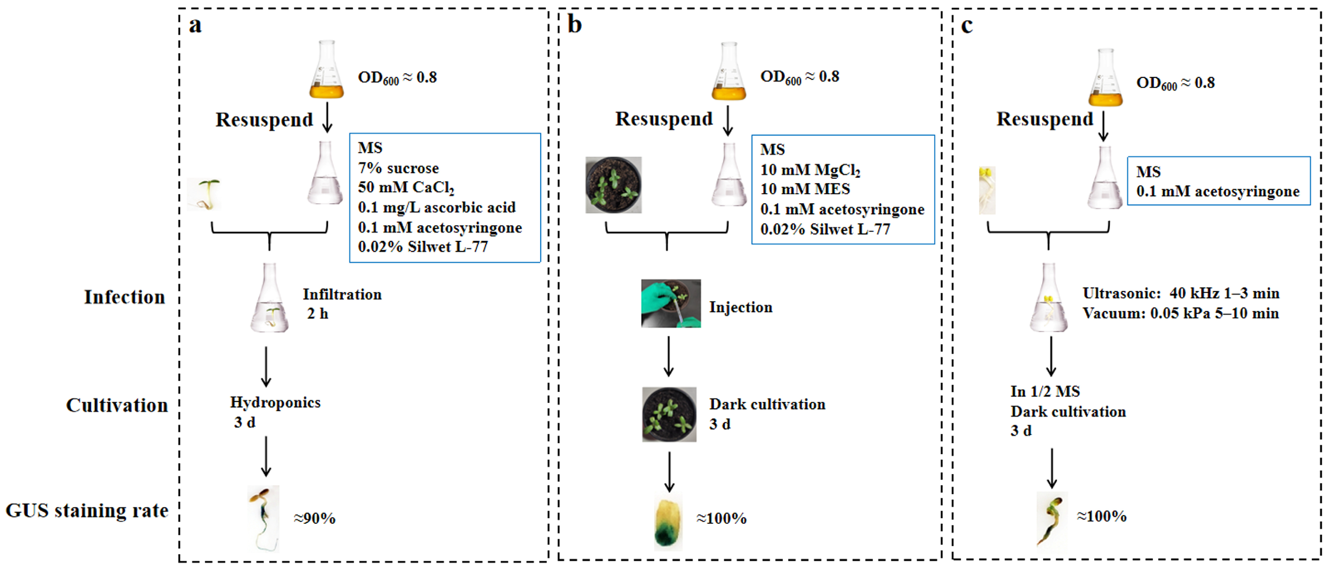 Plants 14 02412 g007