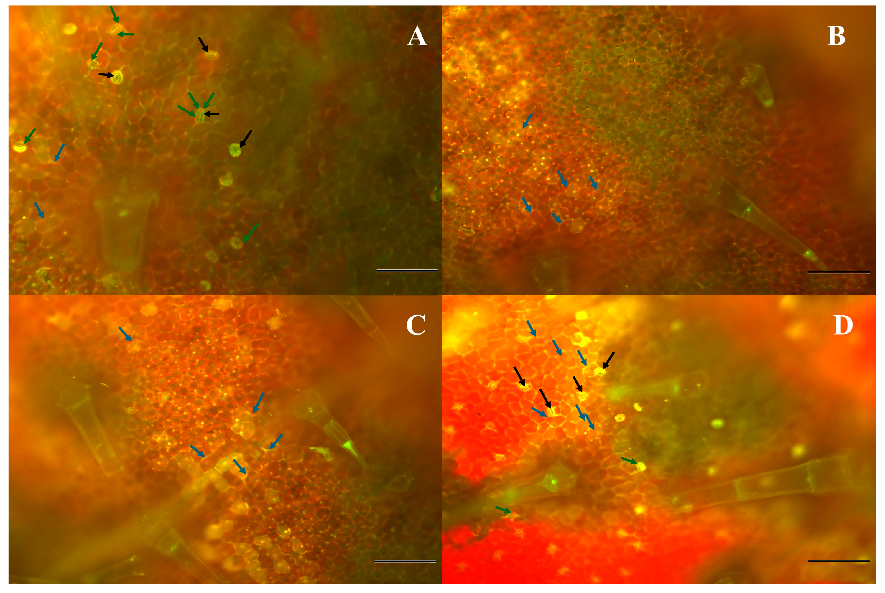 Plants 14 02414 g006