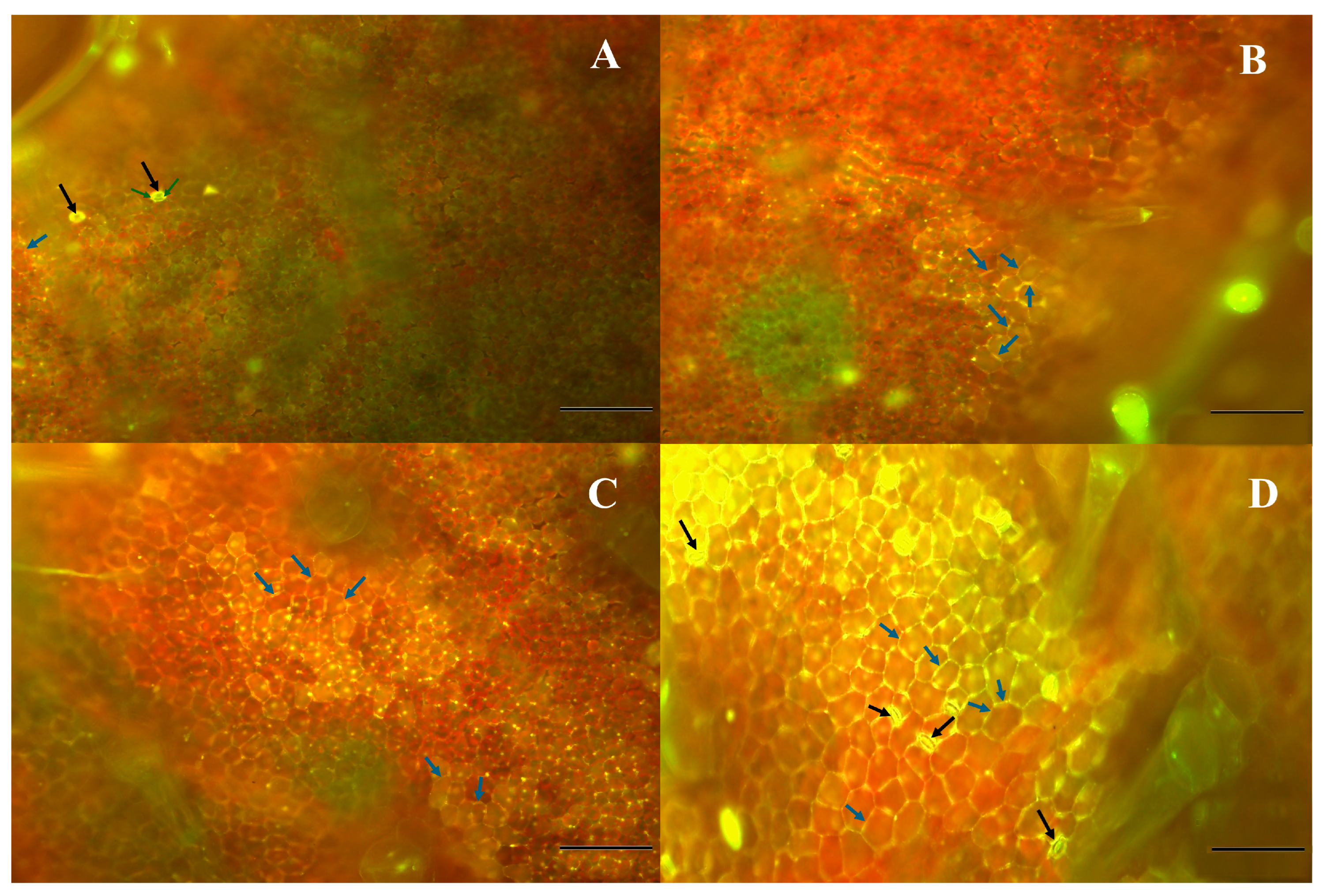 Plants 14 02414 g007