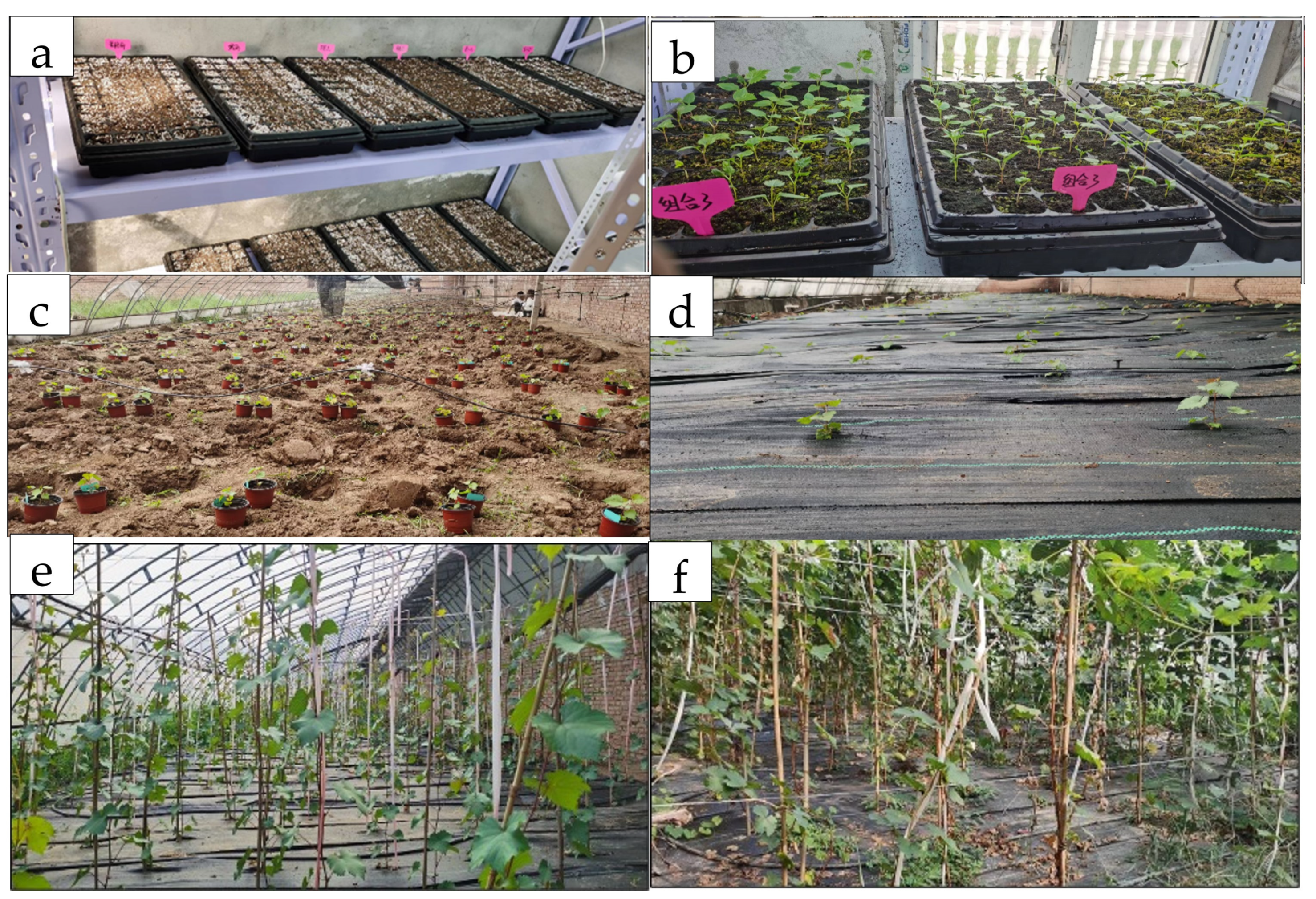 Plants 14 02415 g0a1