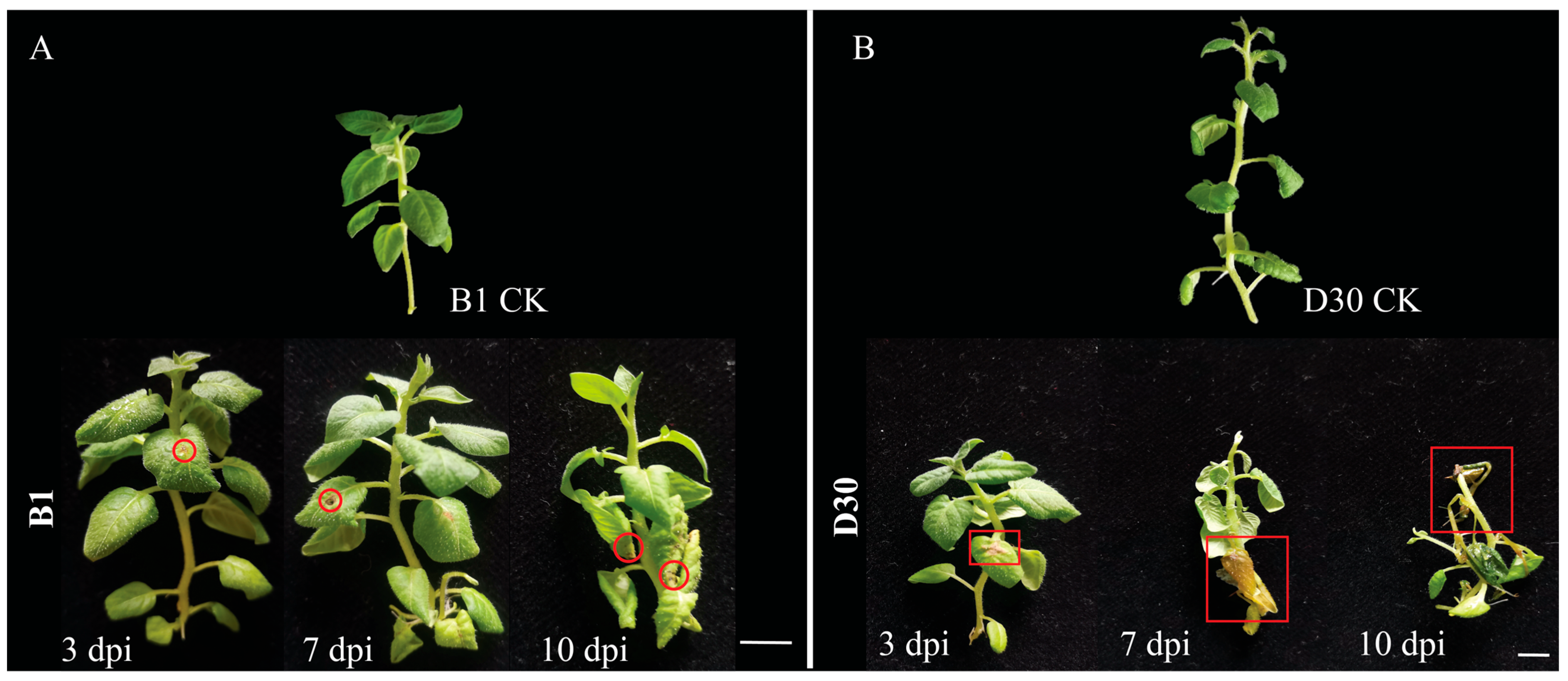 Plants 14 02422 g001 Plants 14 02422 g001