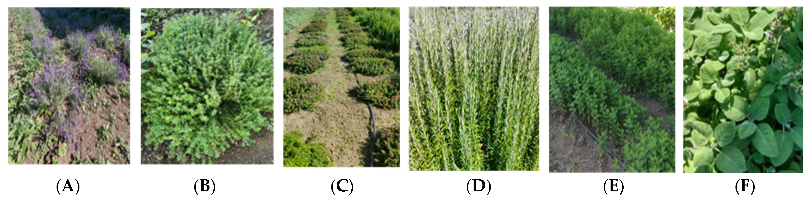 Plants 14 02428 g002 Plants 14 02428 g002