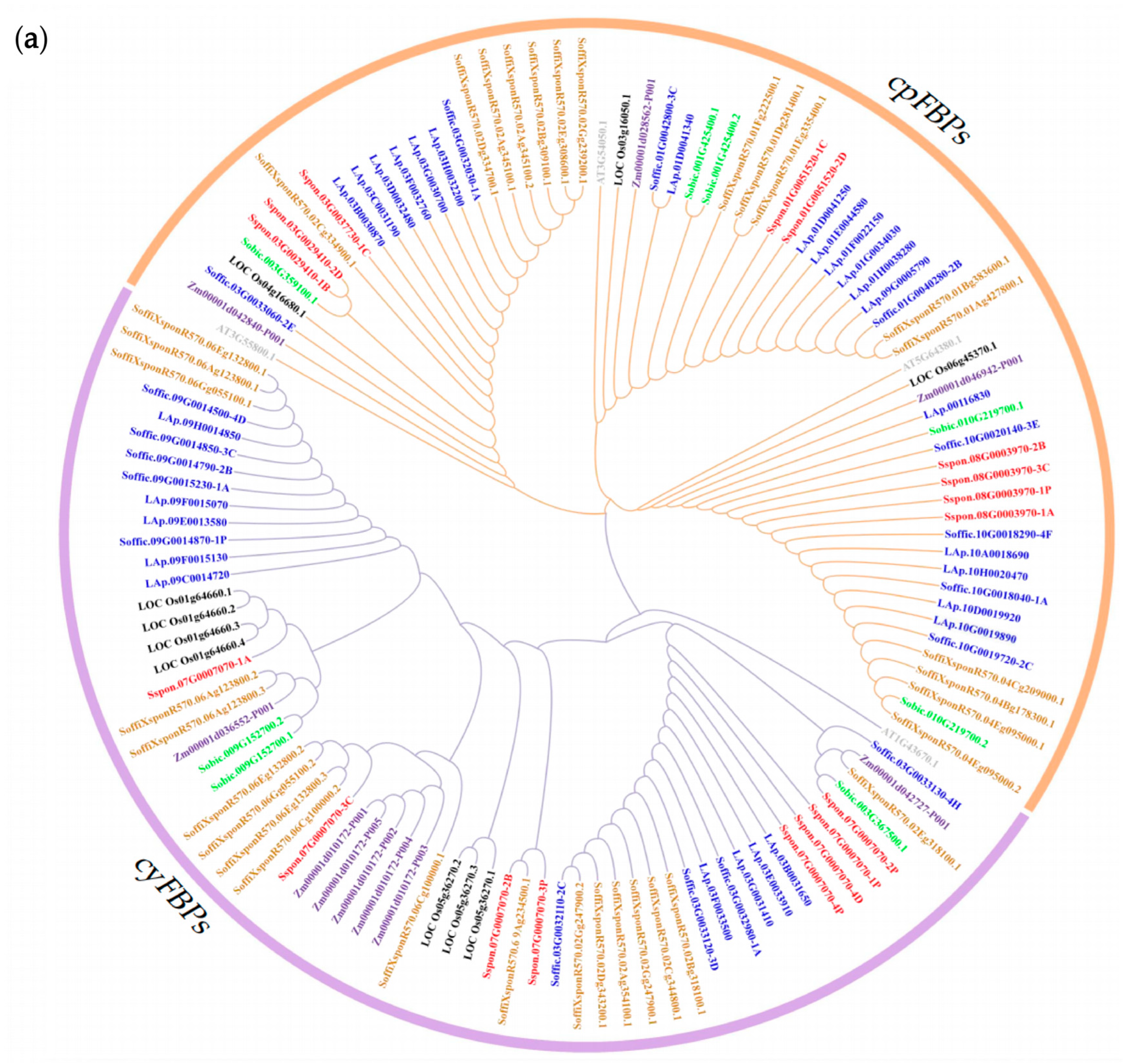 Plants 14 02433 g001a