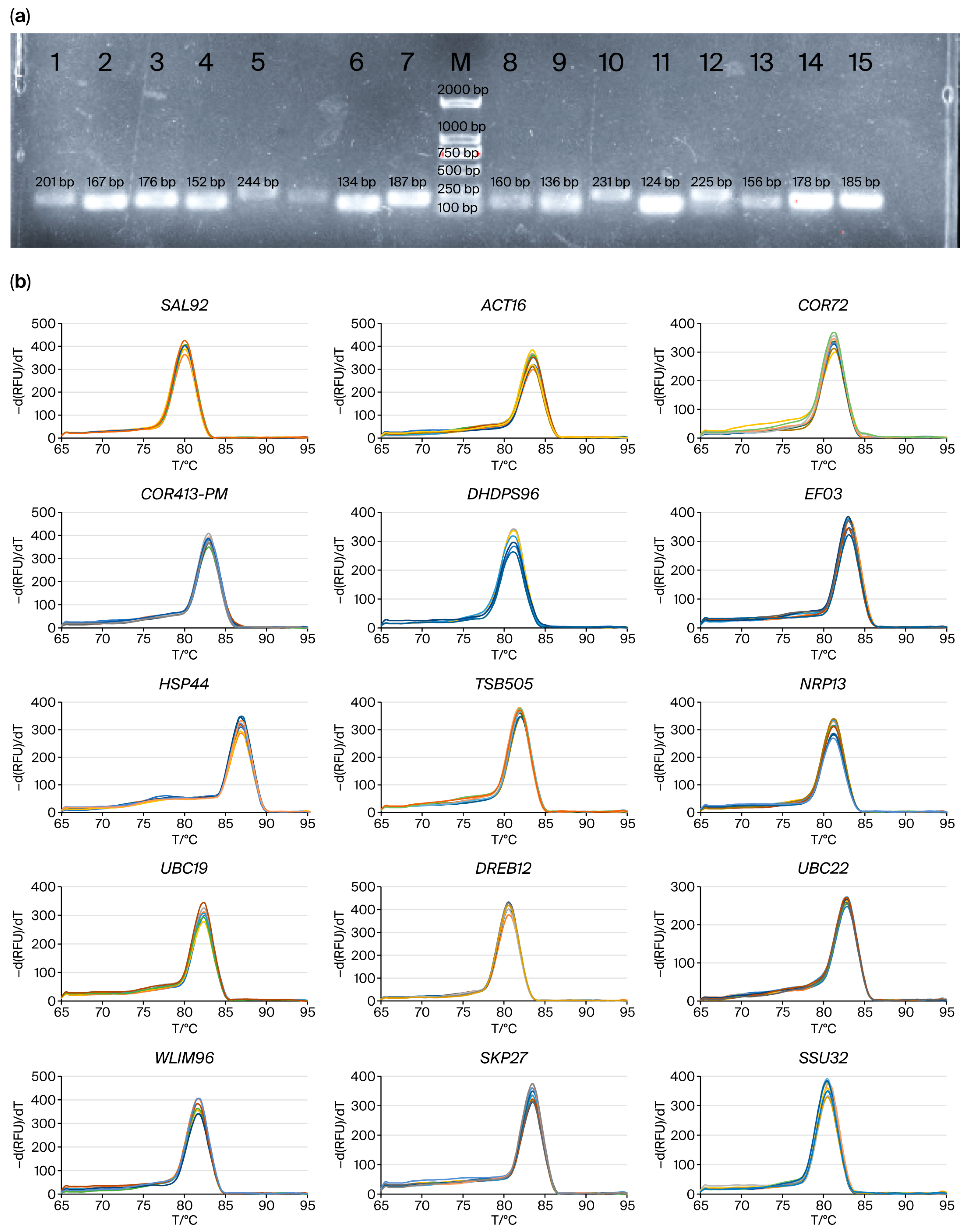 Plants 14 02434 g001