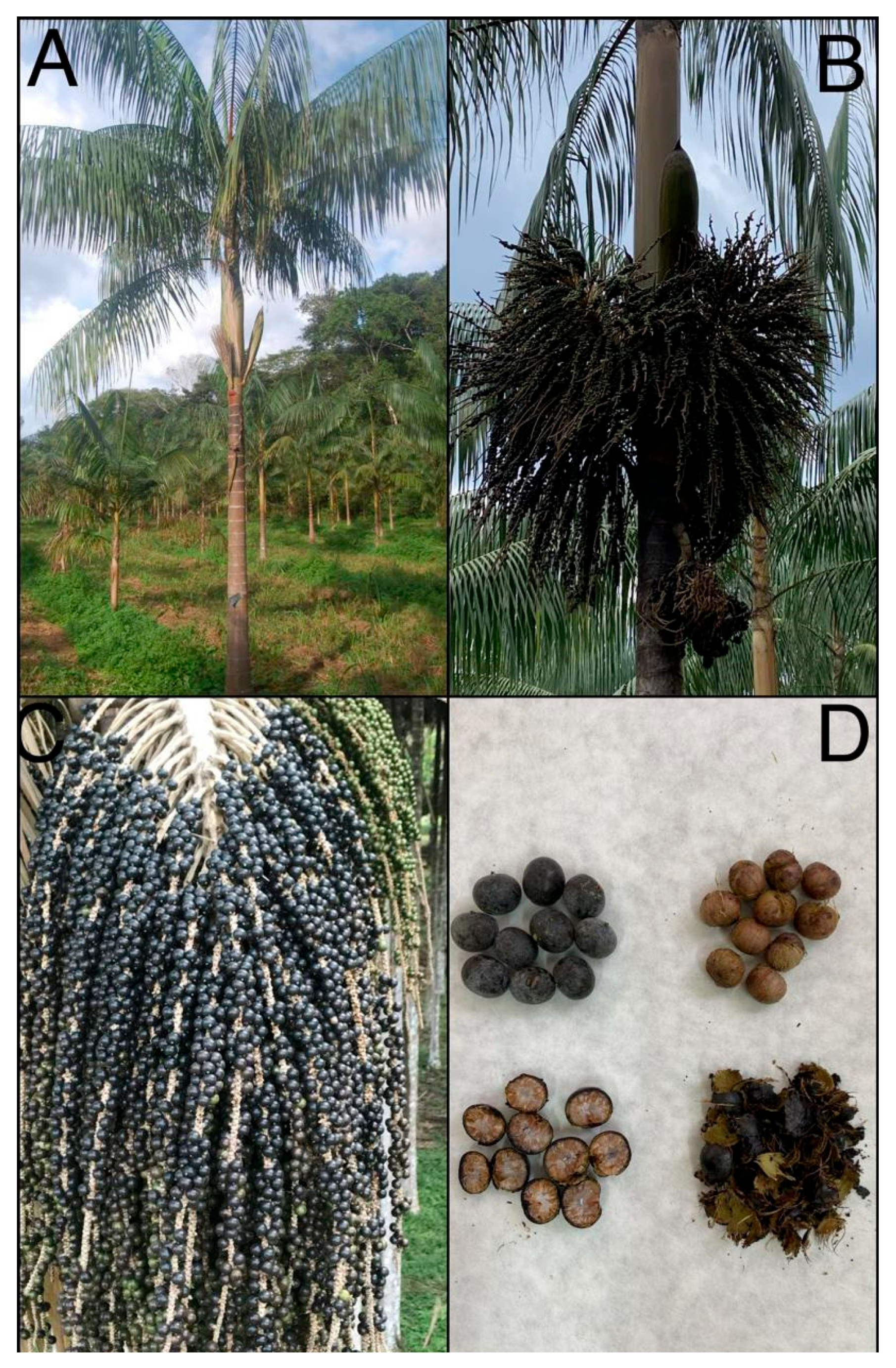 Plants 14 02439 g001 Plants 14 02439 g001