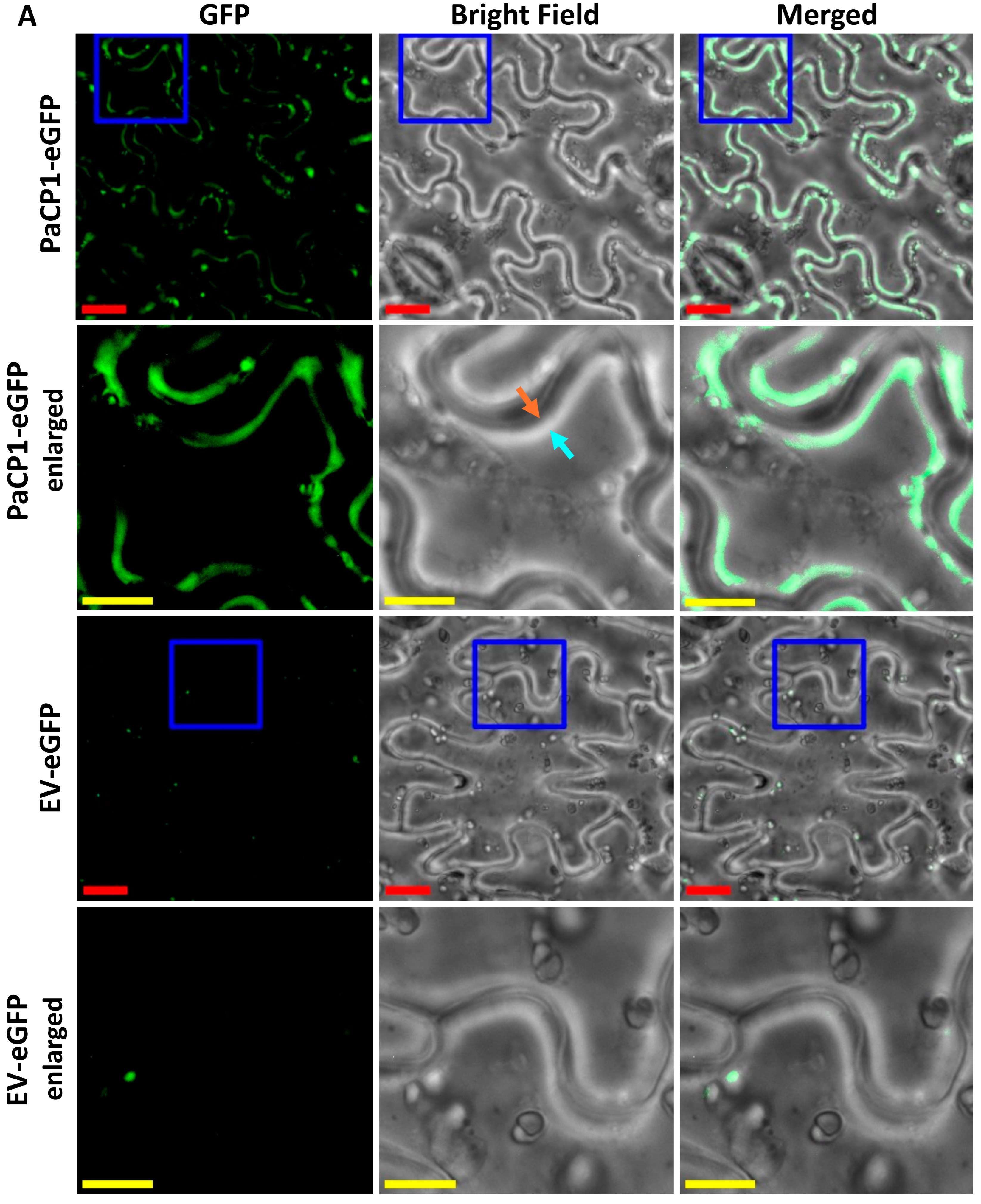 Plants 14 02441 g004a