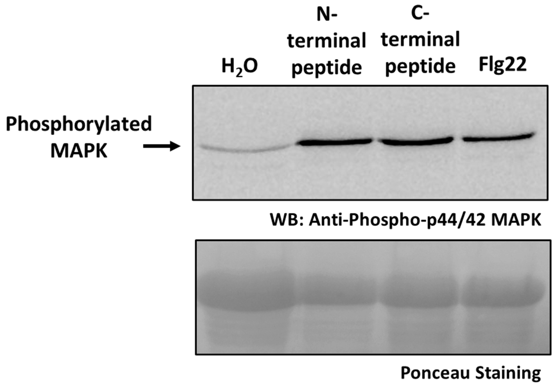 Plants 14 02441 g008