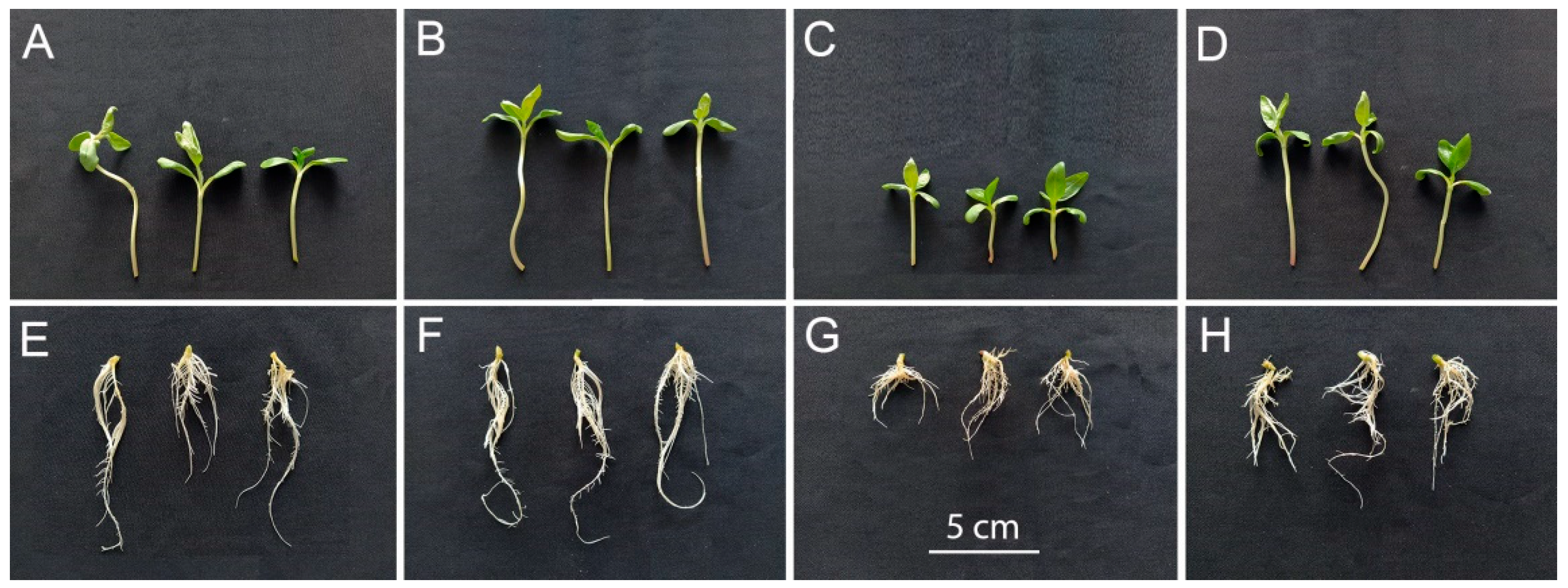 Plants 14 02442 g004 Plants 14 02442 g004