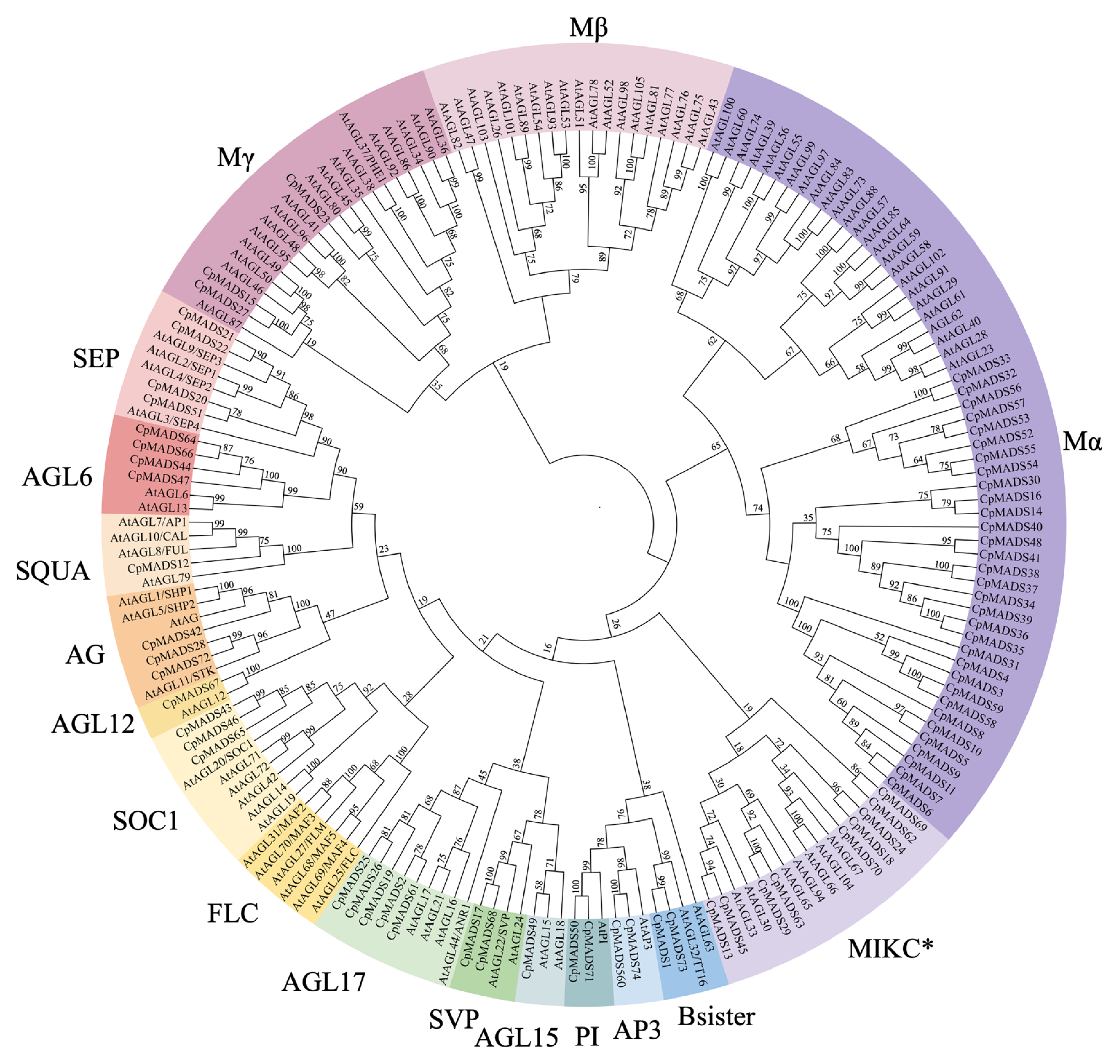Plants 14 02450 g001