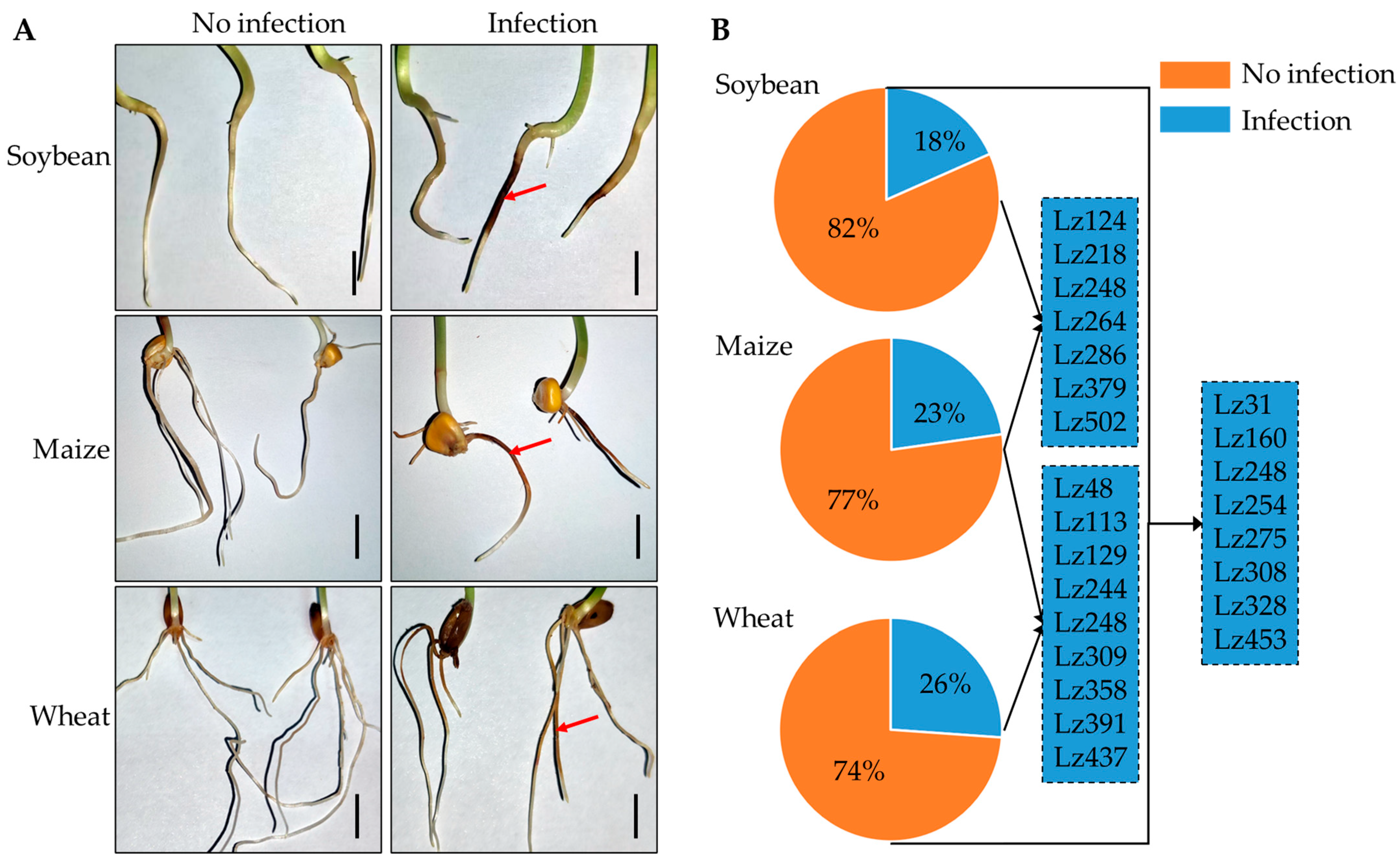 Plants 14 02458 g001 Plants 14 02458 g001
