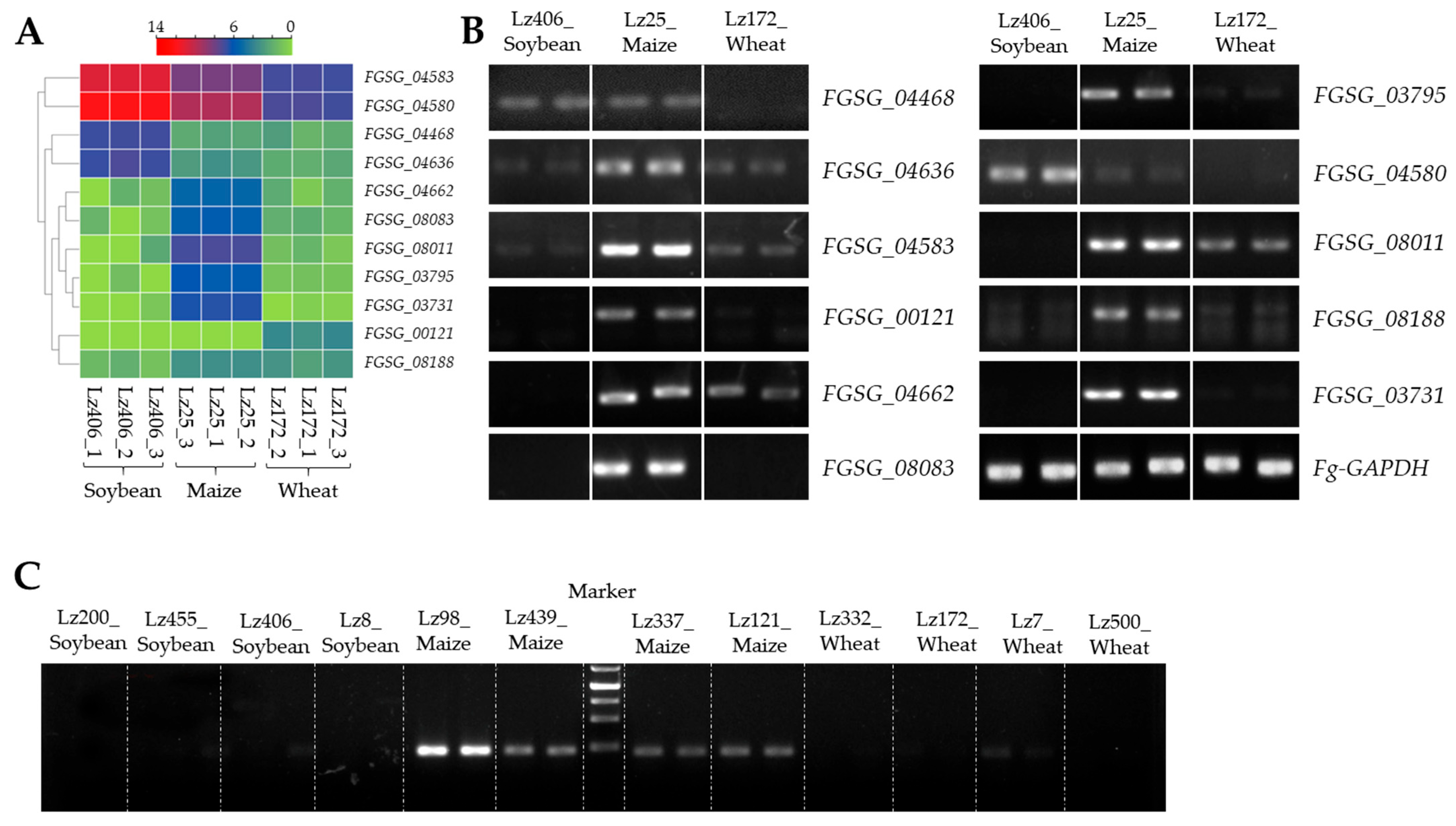 Plants 14 02458 g004 Plants 14 02458 g004