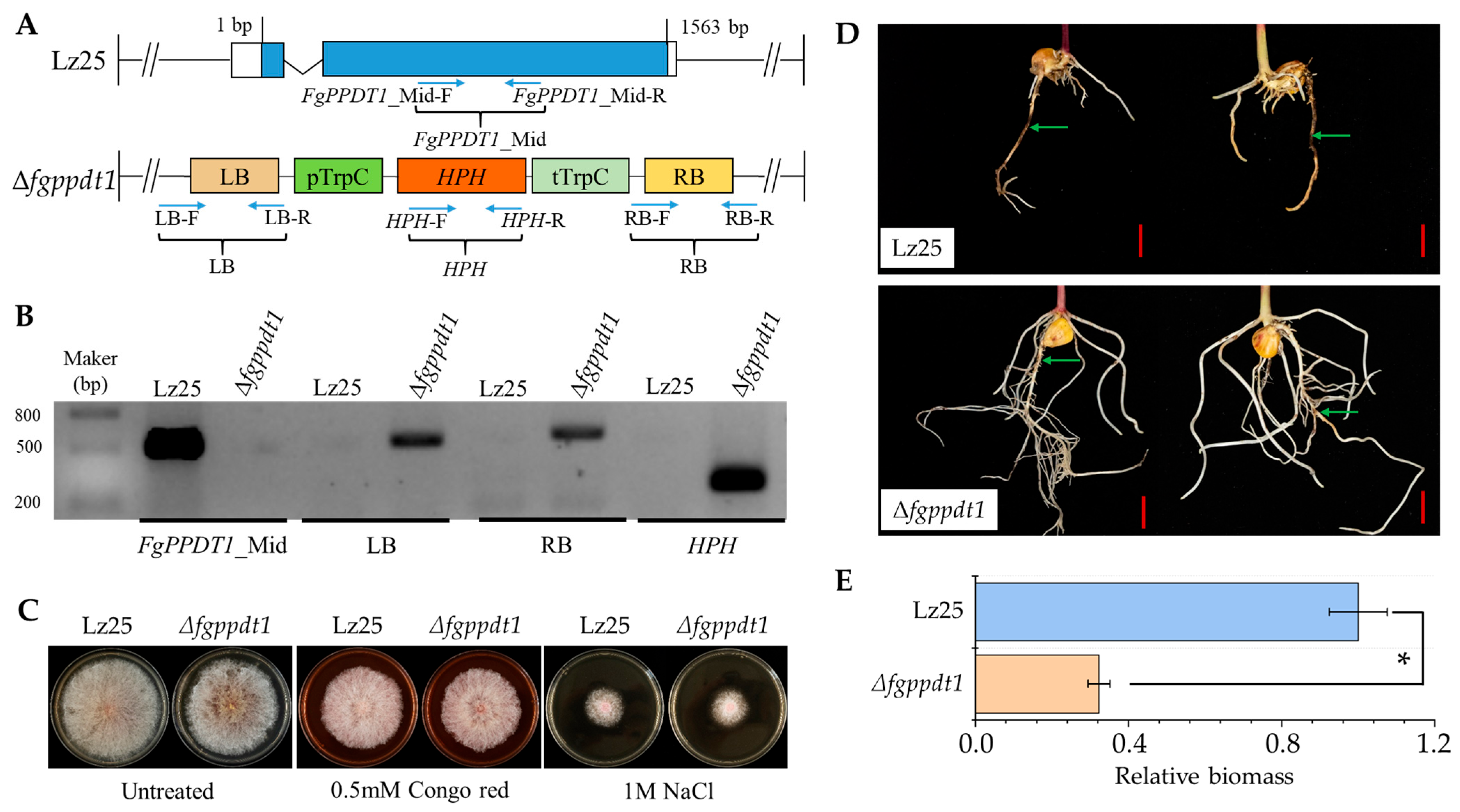 Plants 14 02458 g005 Plants 14 02458 g005