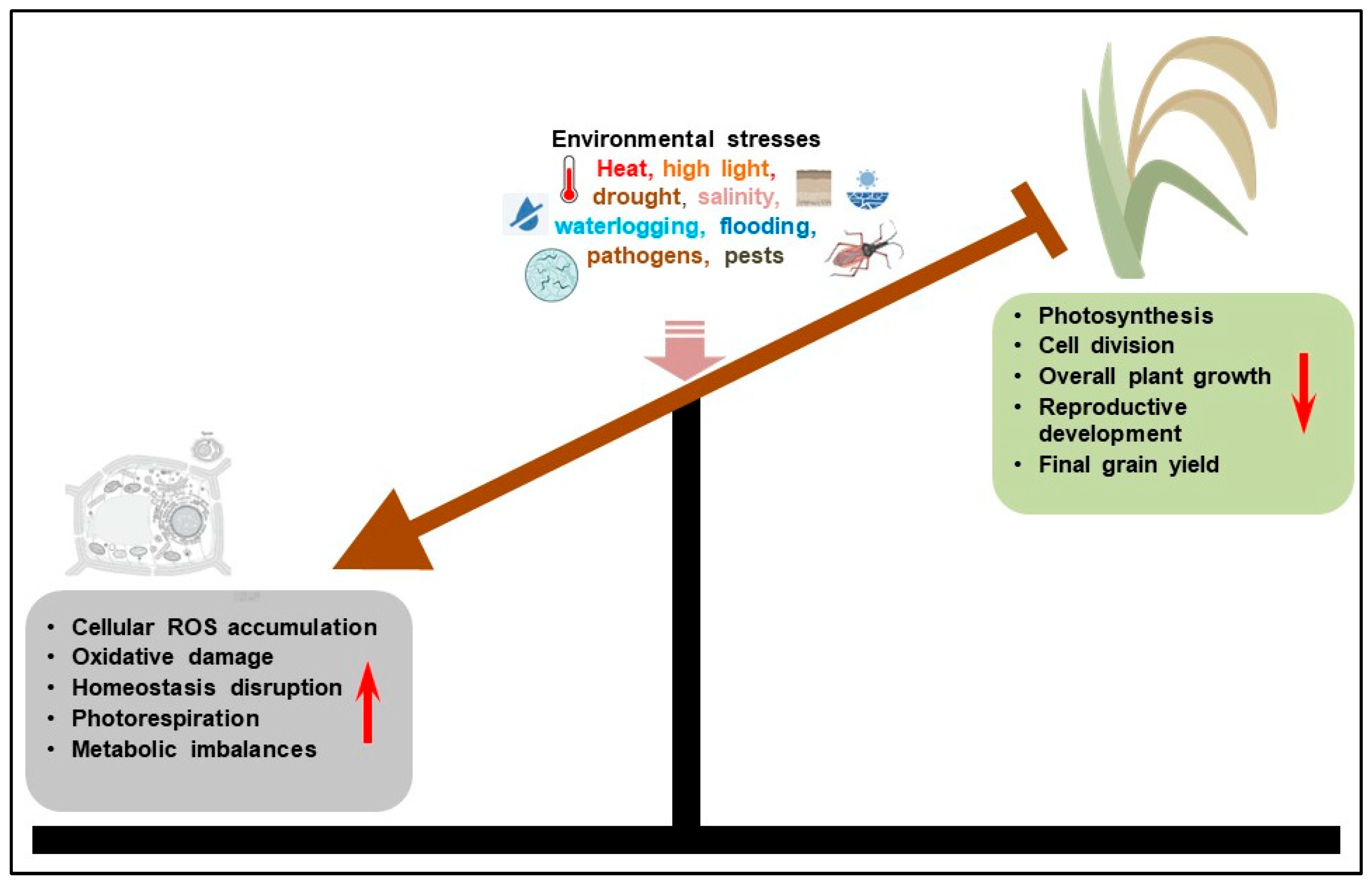 Plants 14 02459 g001