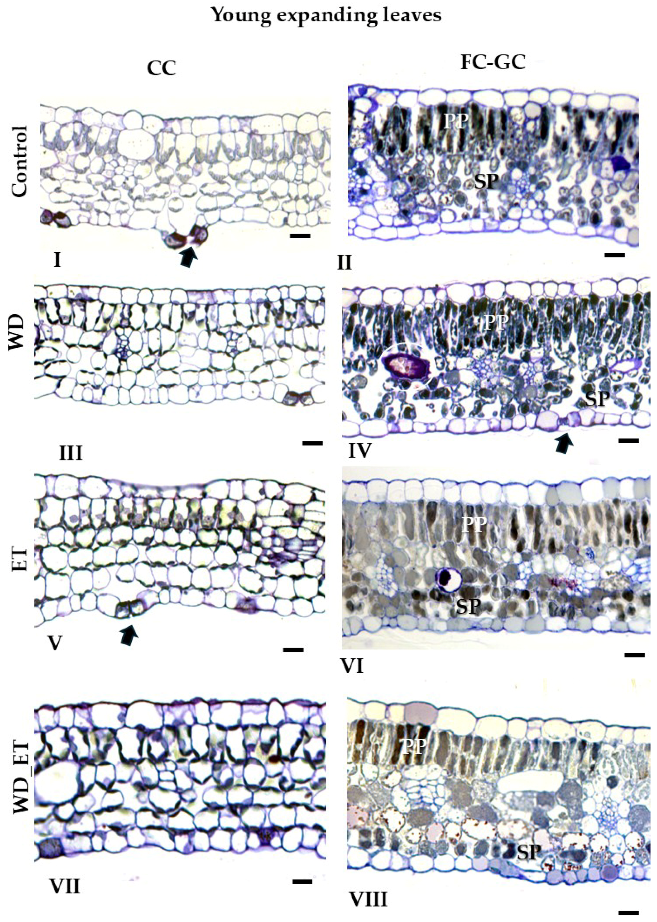 Plants 14 02463 g002