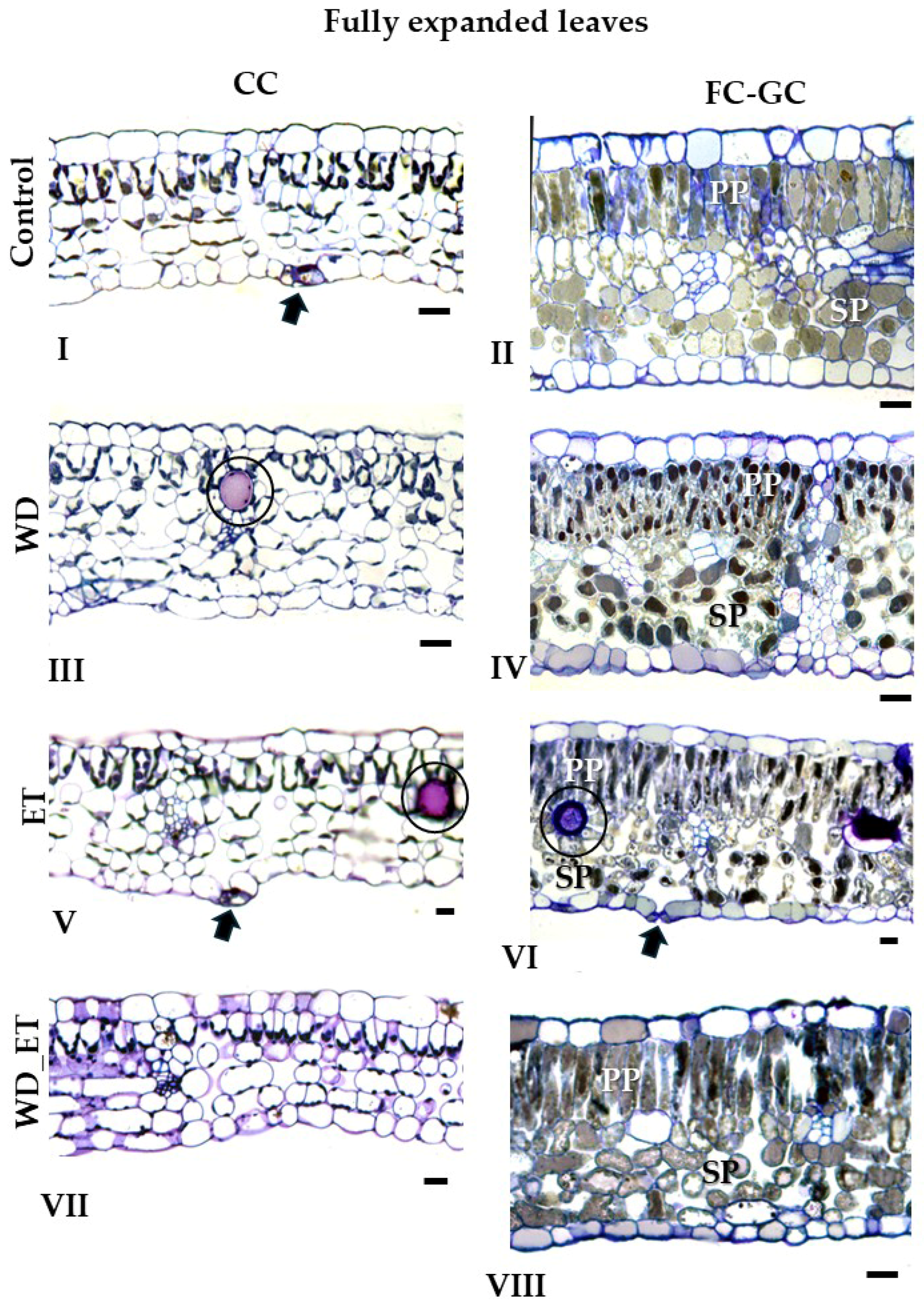 Plants 14 02463 g003
