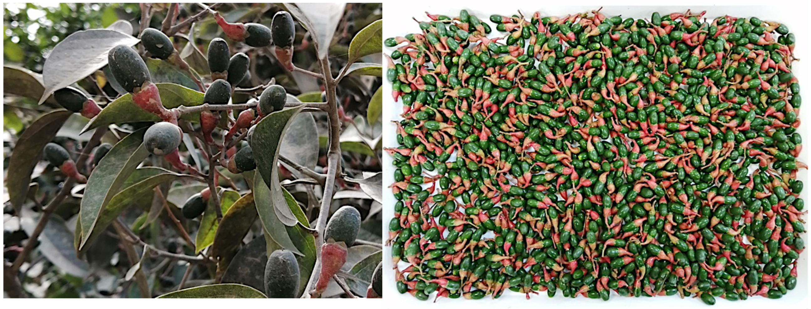 Plants 14 02474 g001