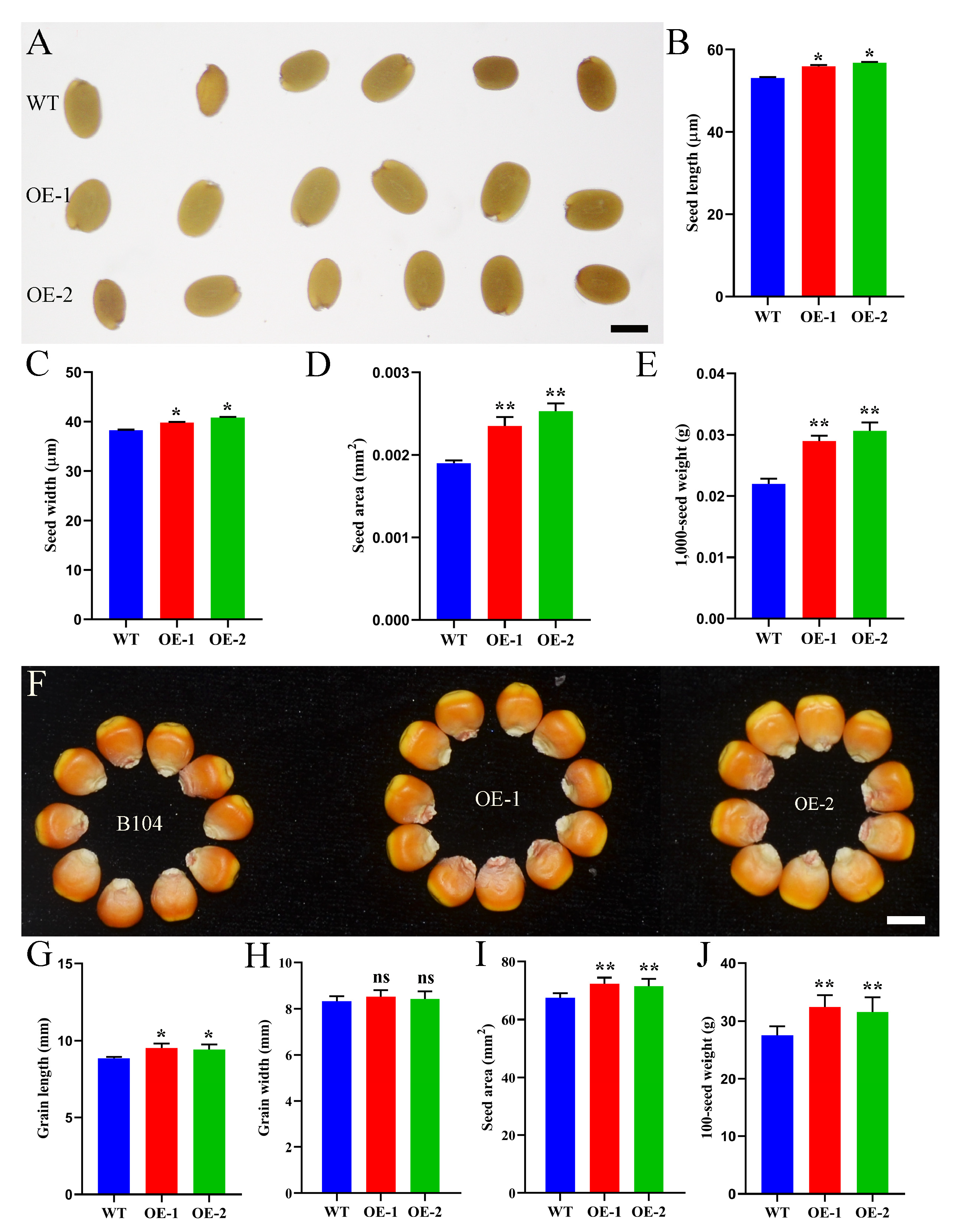 Plants 14 02477 g008 Plants 14 02477 g008
