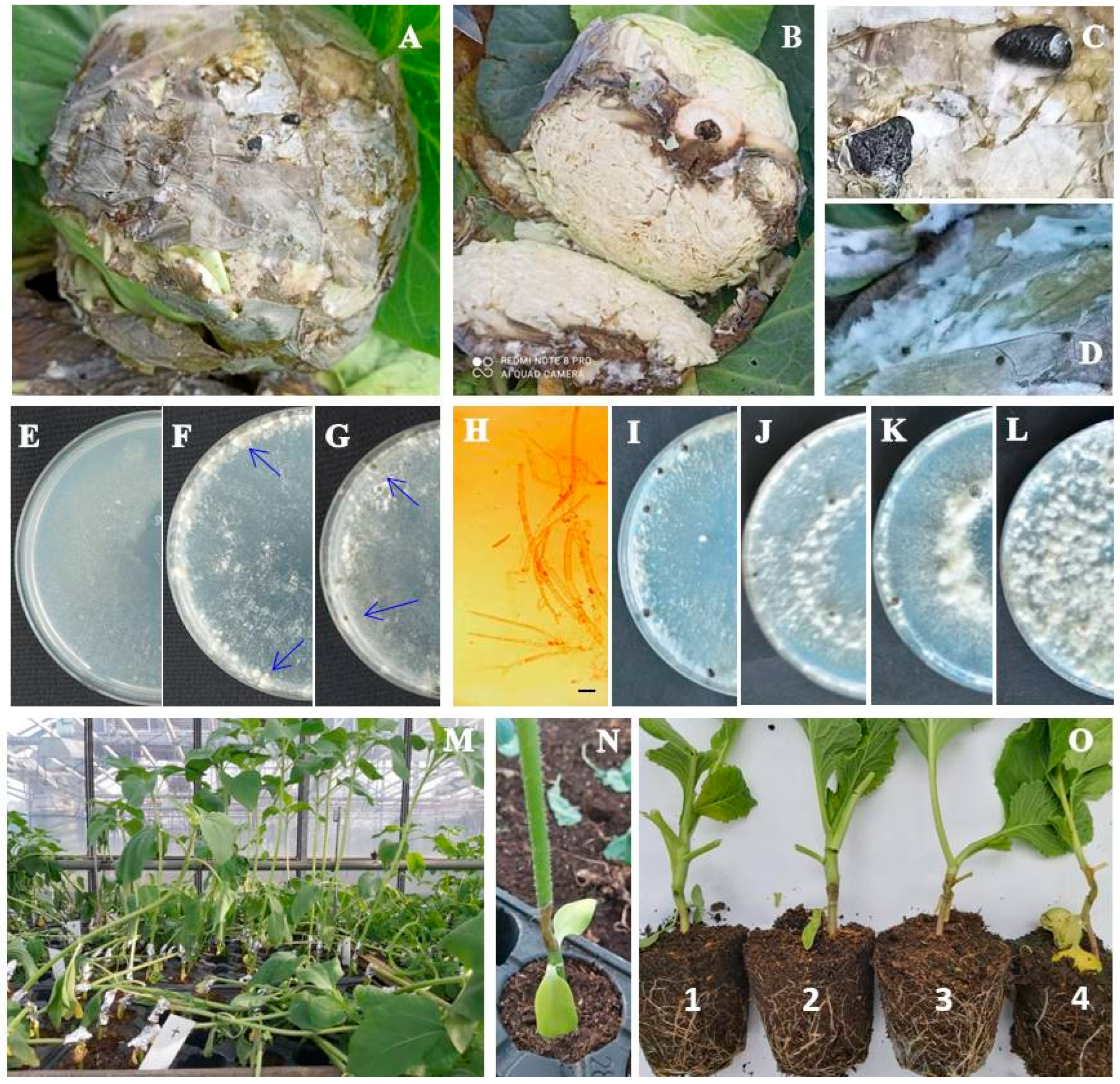 Plants 14 02478 g001 Plants 14 02478 g001