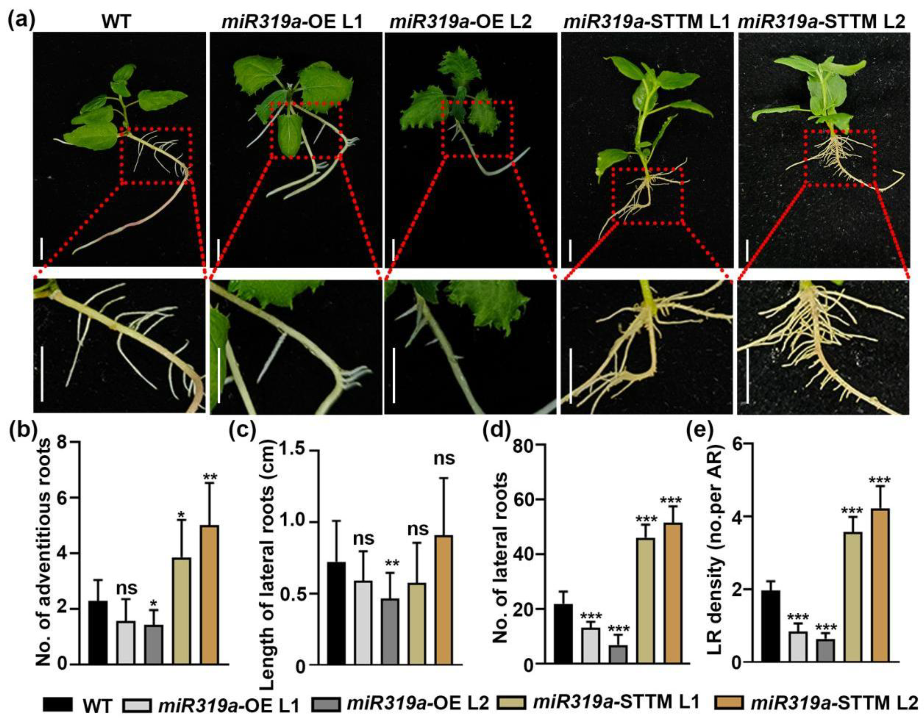 Plants 14 02494 g002 Plants 14 02494 g002
