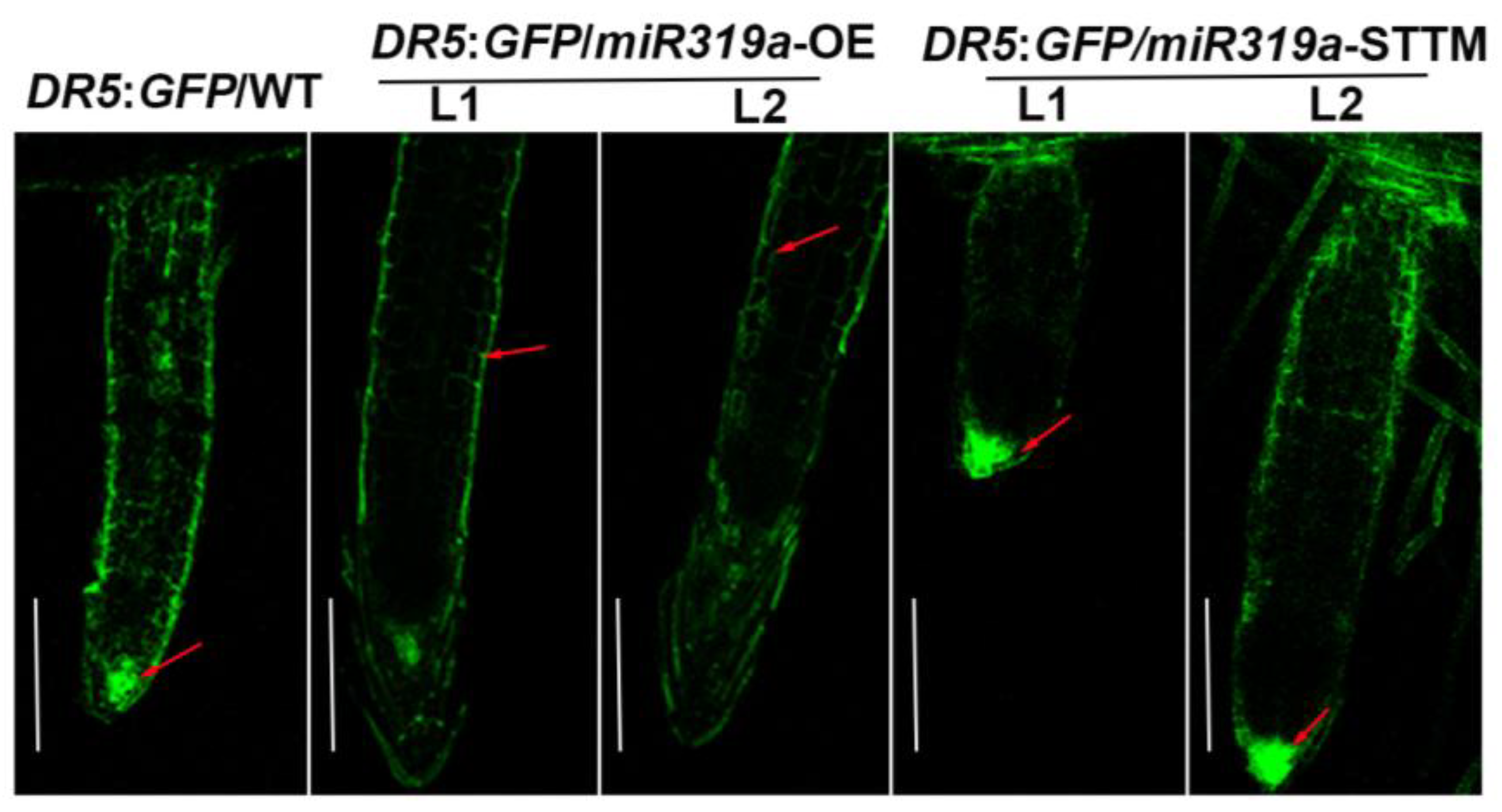 Plants 14 02494 g005 Plants 14 02494 g005