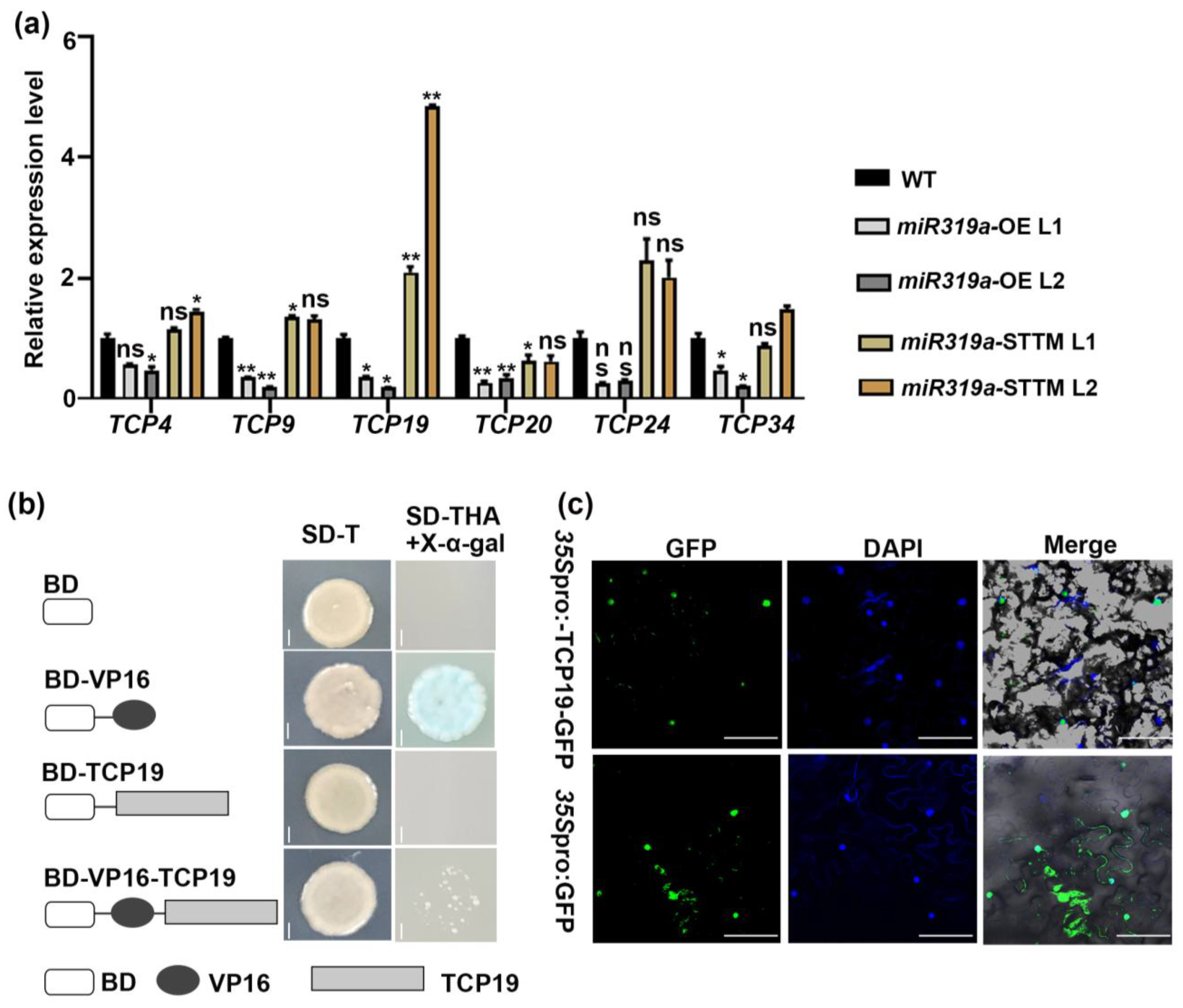 Plants 14 02494 g006 Plants 14 02494 g006