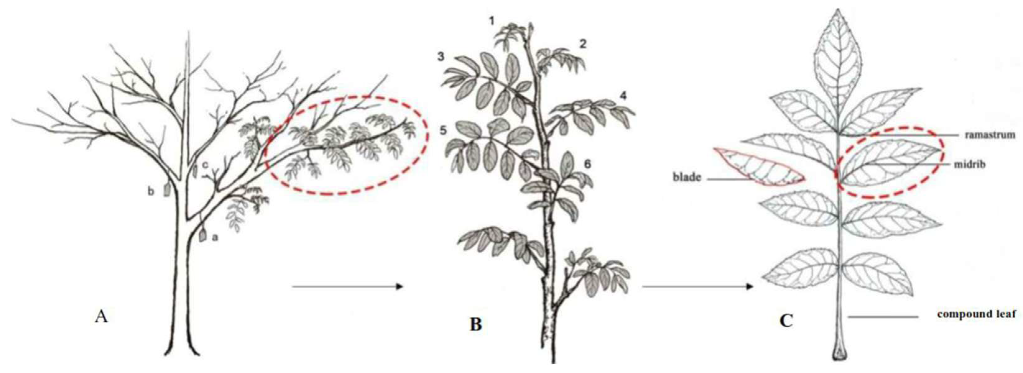 Plants 14 02495 g006