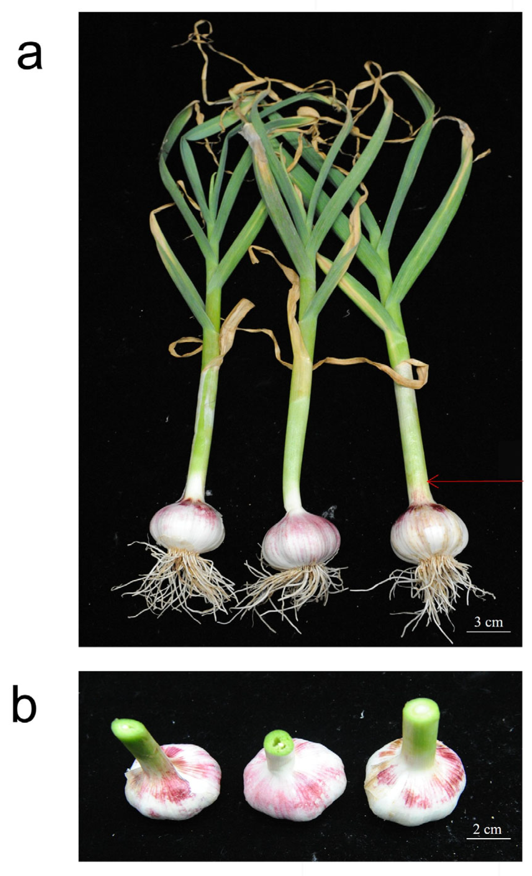 Plants 14 02505 g002 Plants 14 02505 g002