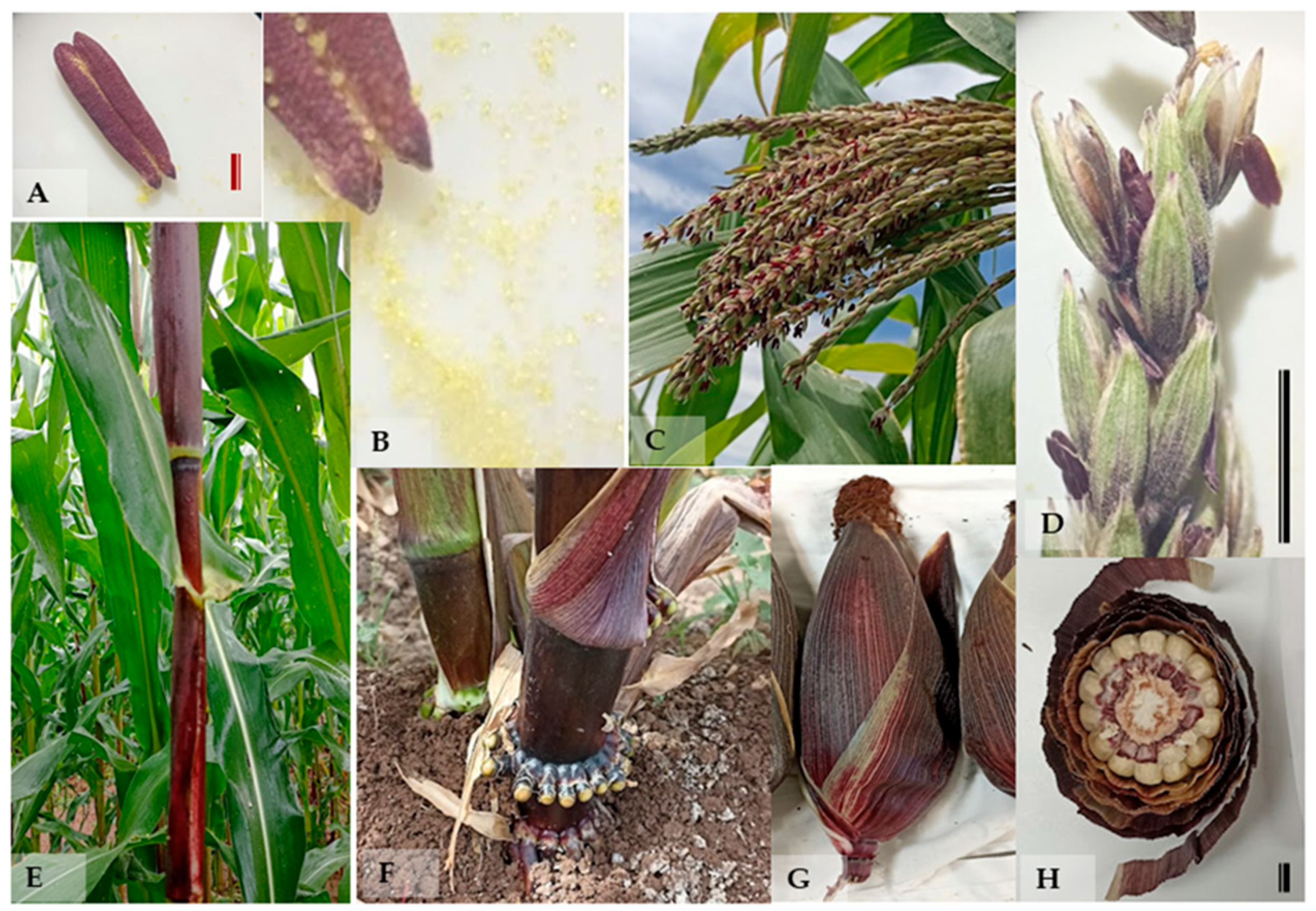 Plants 14 02511 g001