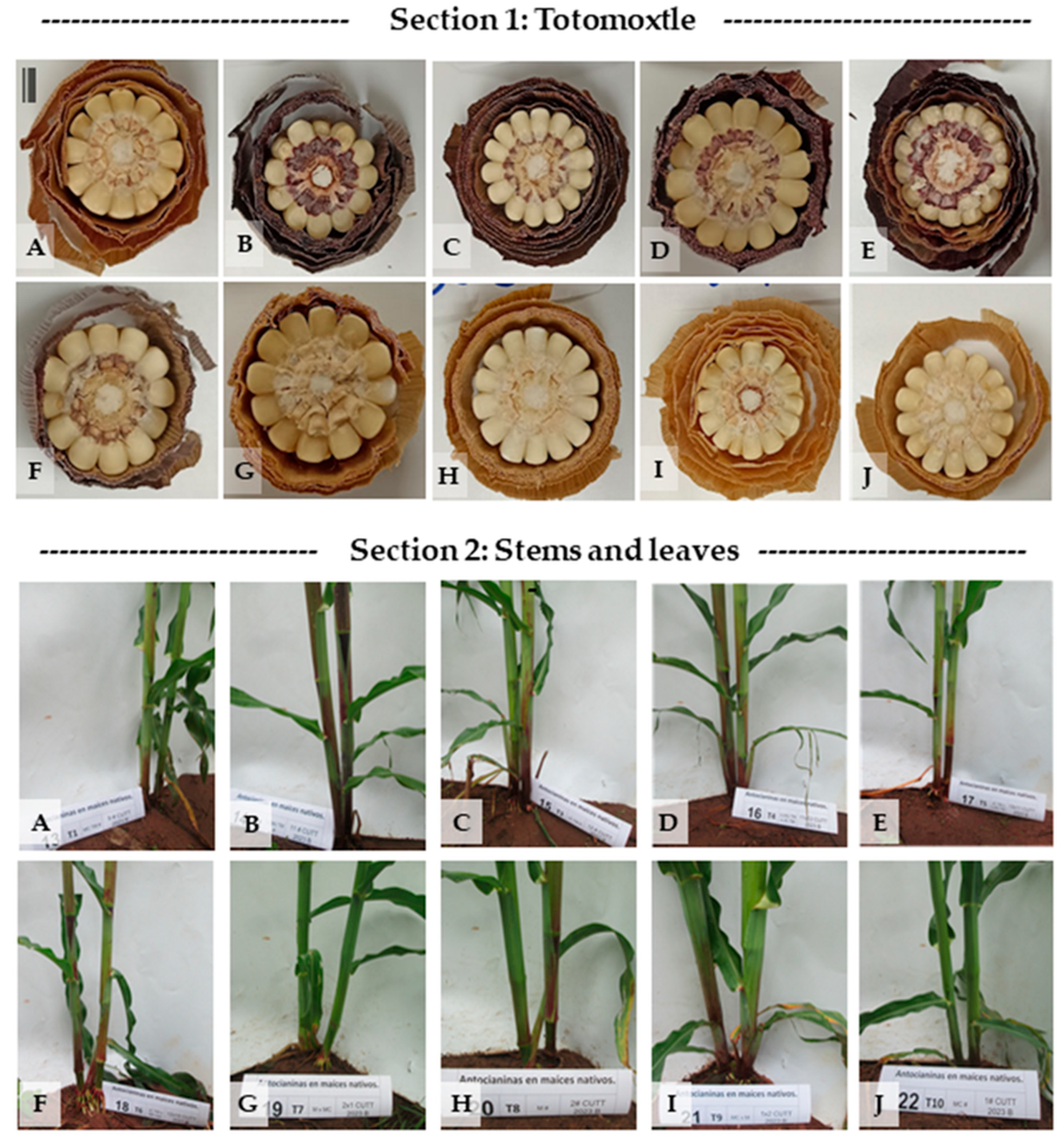 Plants 14 02511 g002